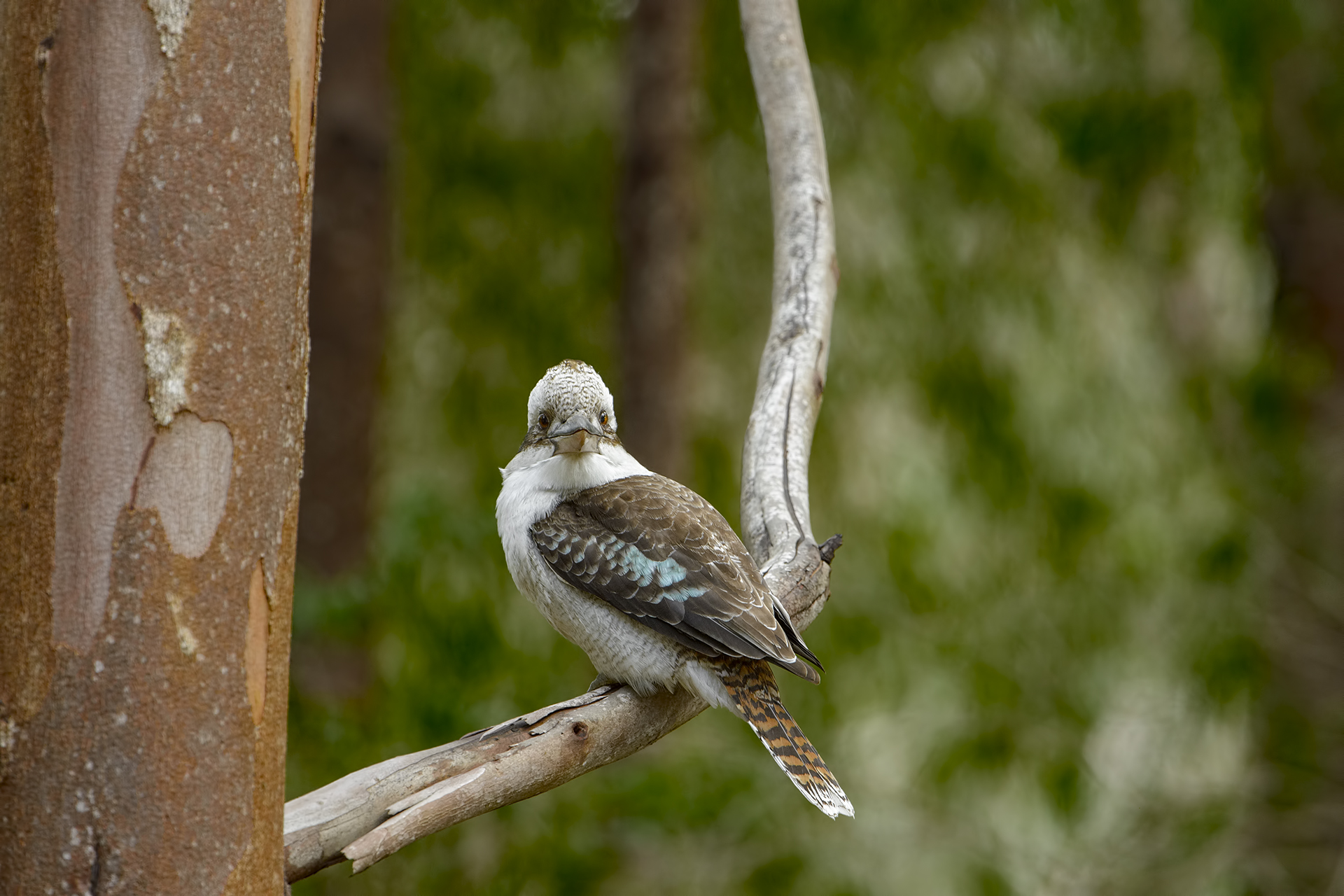 Dacelo novaeguineae (Kookaburra sghignazzante)
