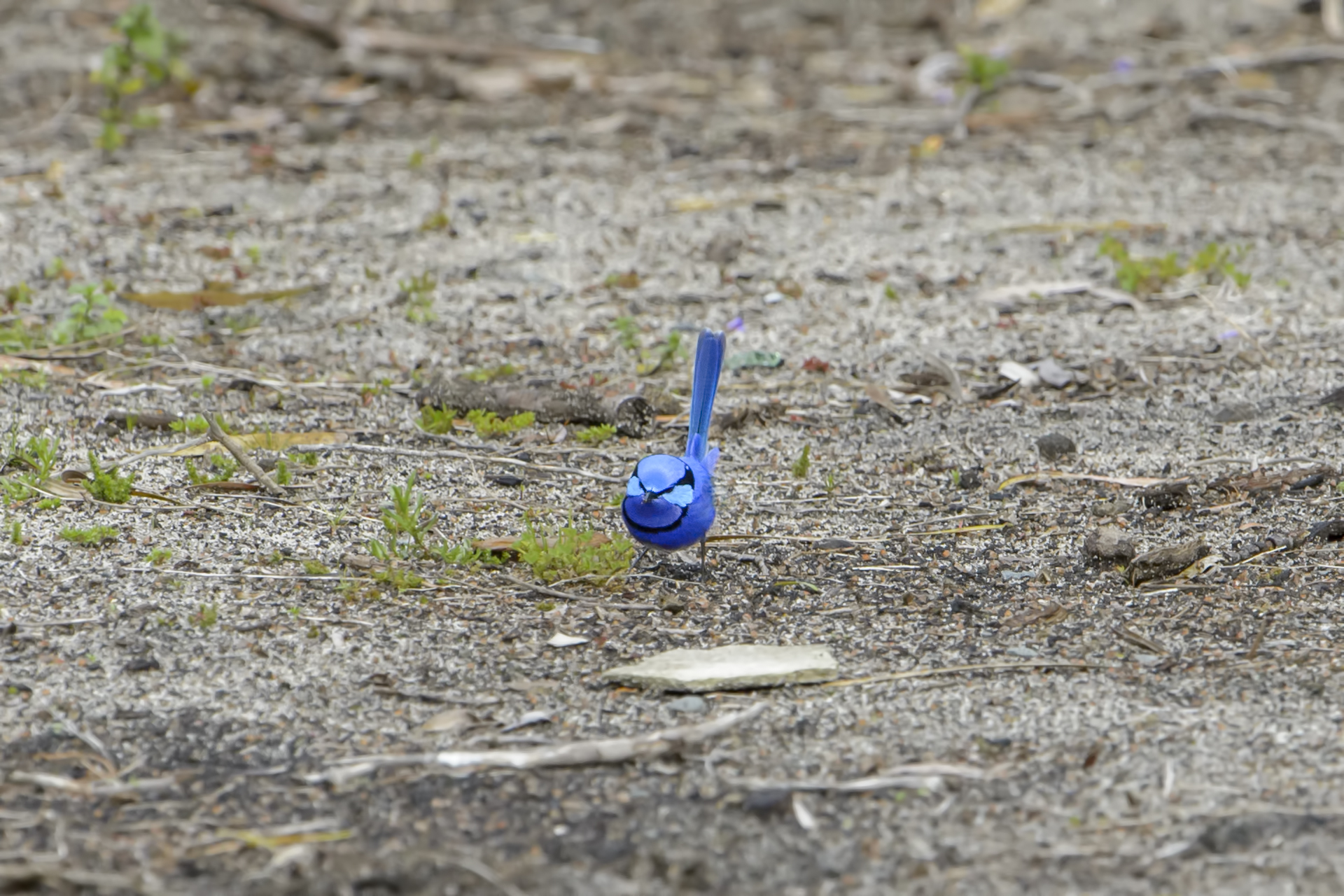 Malurus Splendens (Scricciolo azzurro splendente)
