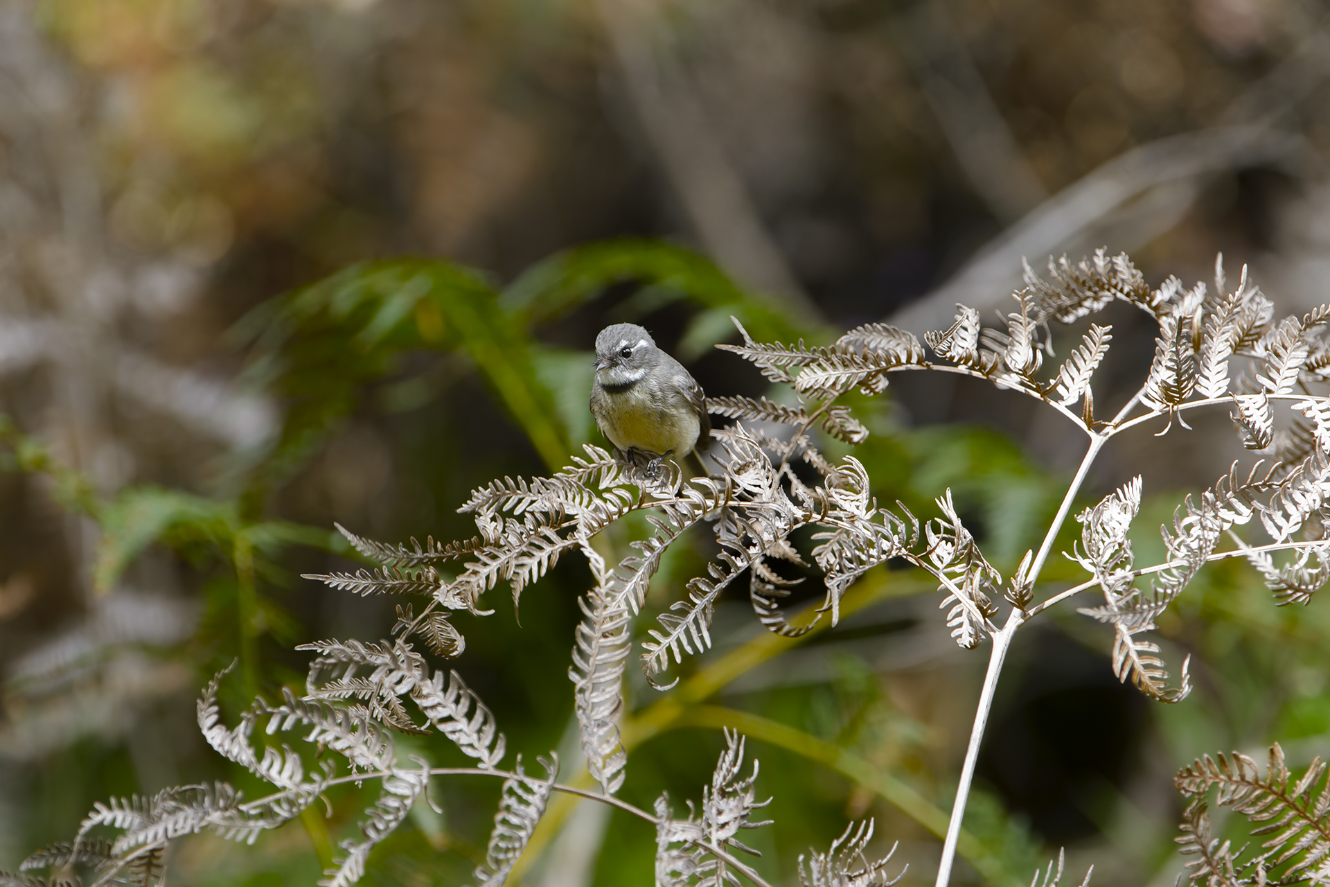 Rhipidura Albiscapa (Codaventaglio del Pacifico)