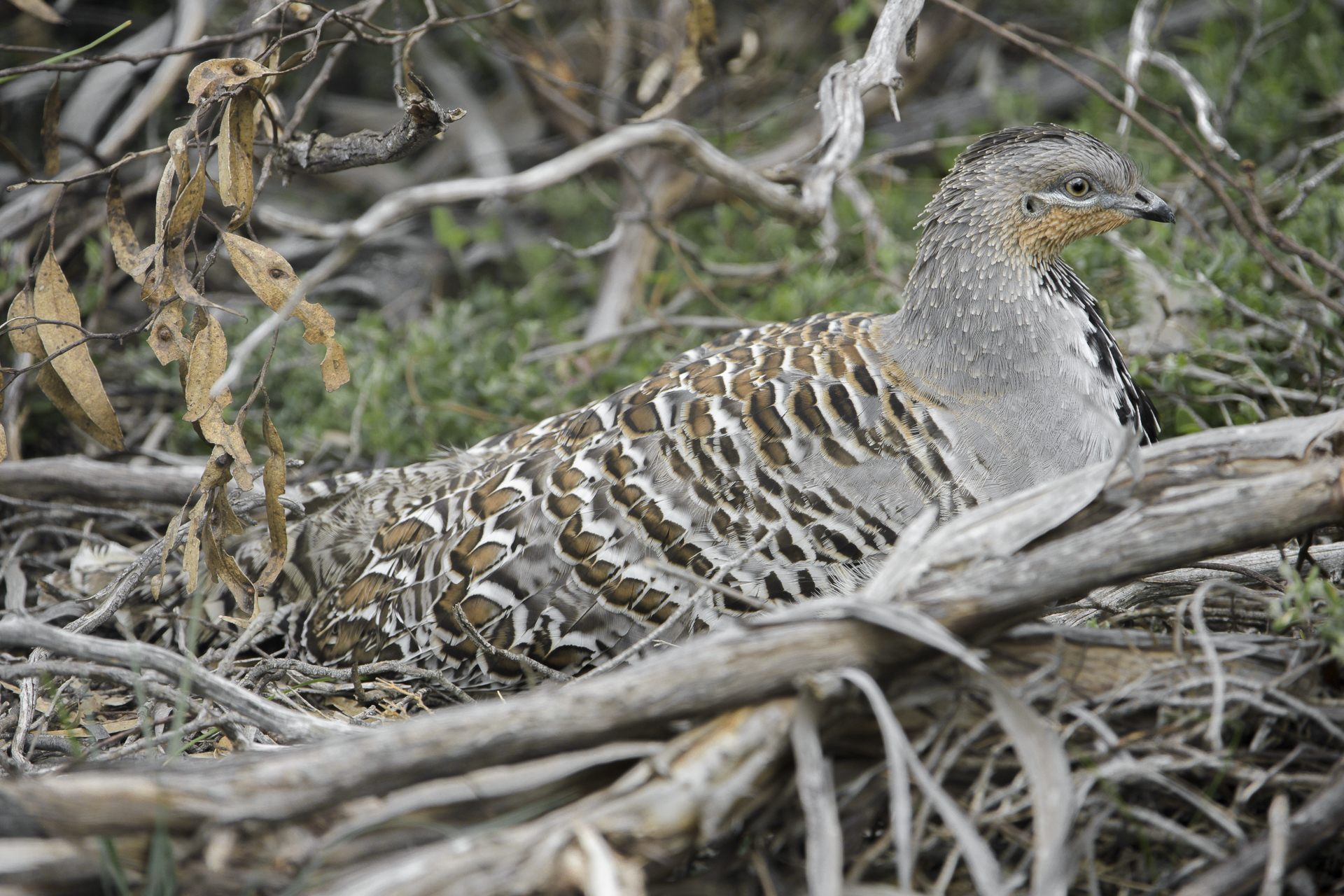 Leipoa Ocellata (Megapodio del Mallee)