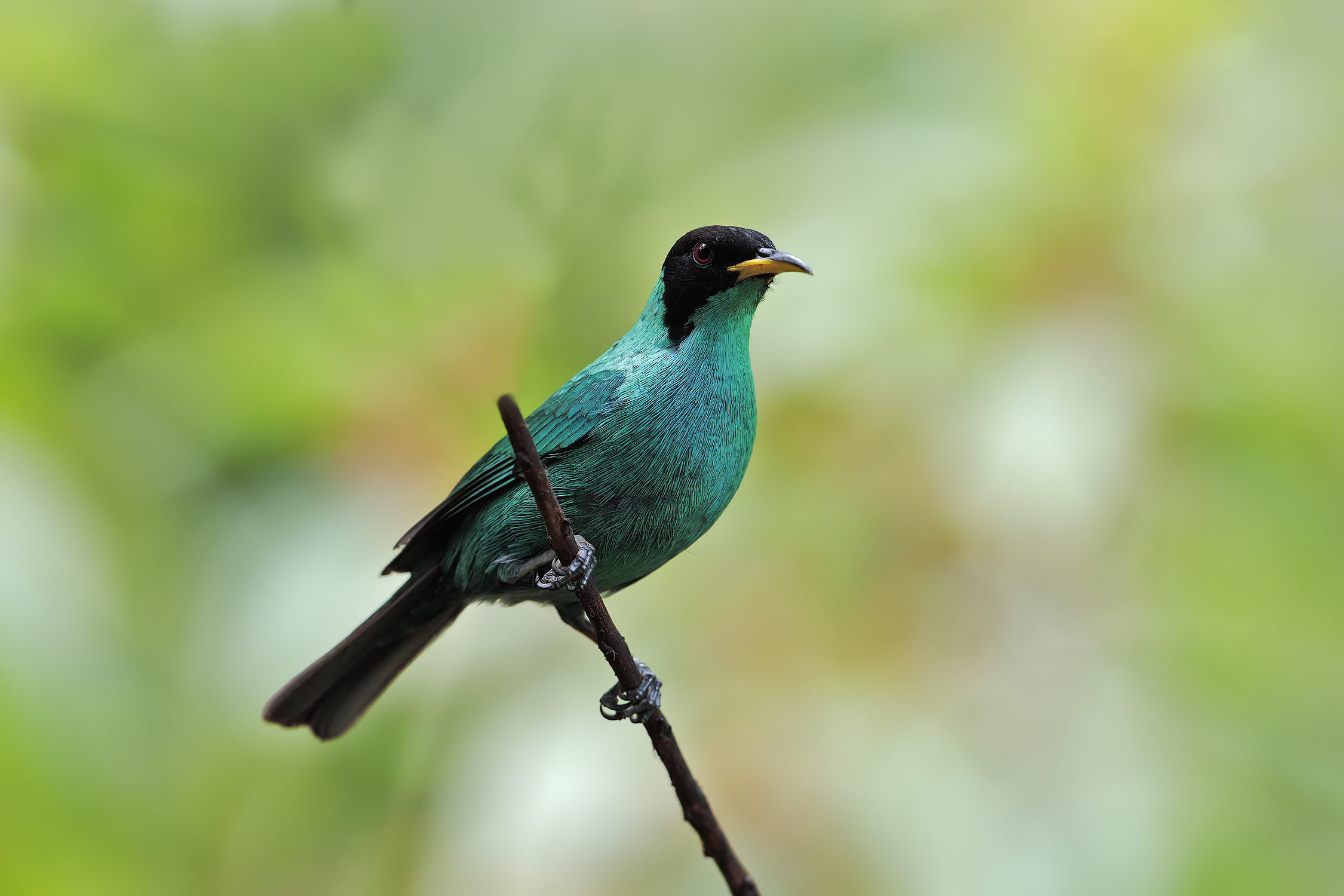 Tangara verde (maschio)