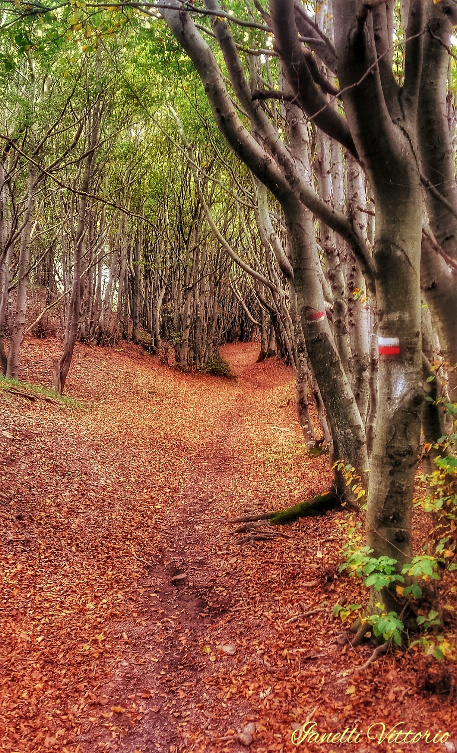 The colors of autumn