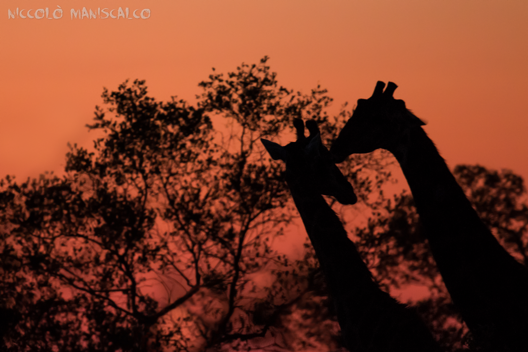 The Kiss of The Giraffe (Sudafrica)