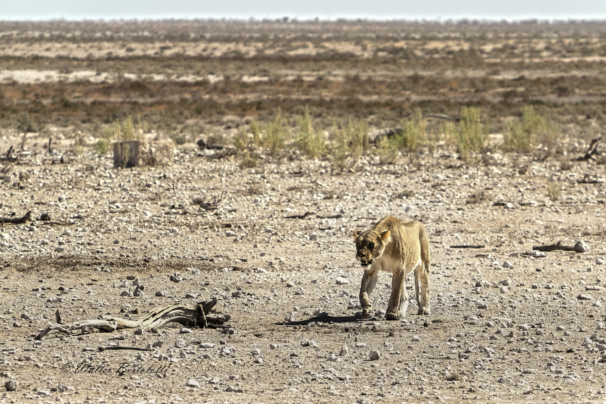 la regina, nel suo regno