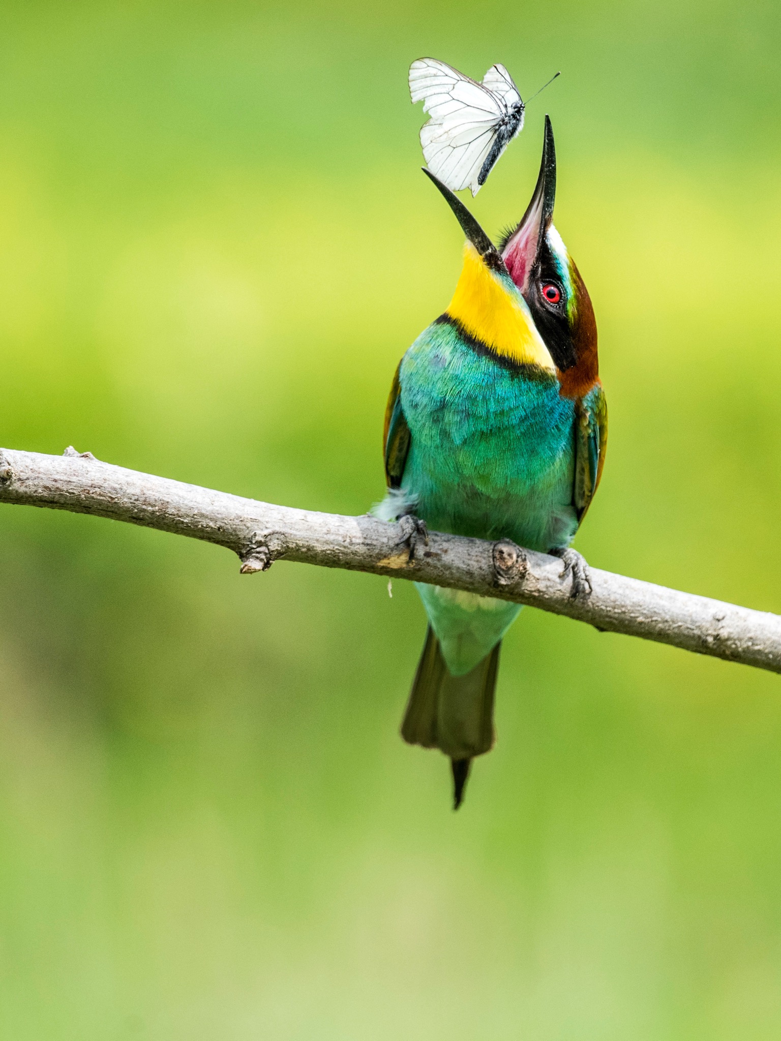 Gruccione Nikon D810+Tamron 150/600 G2