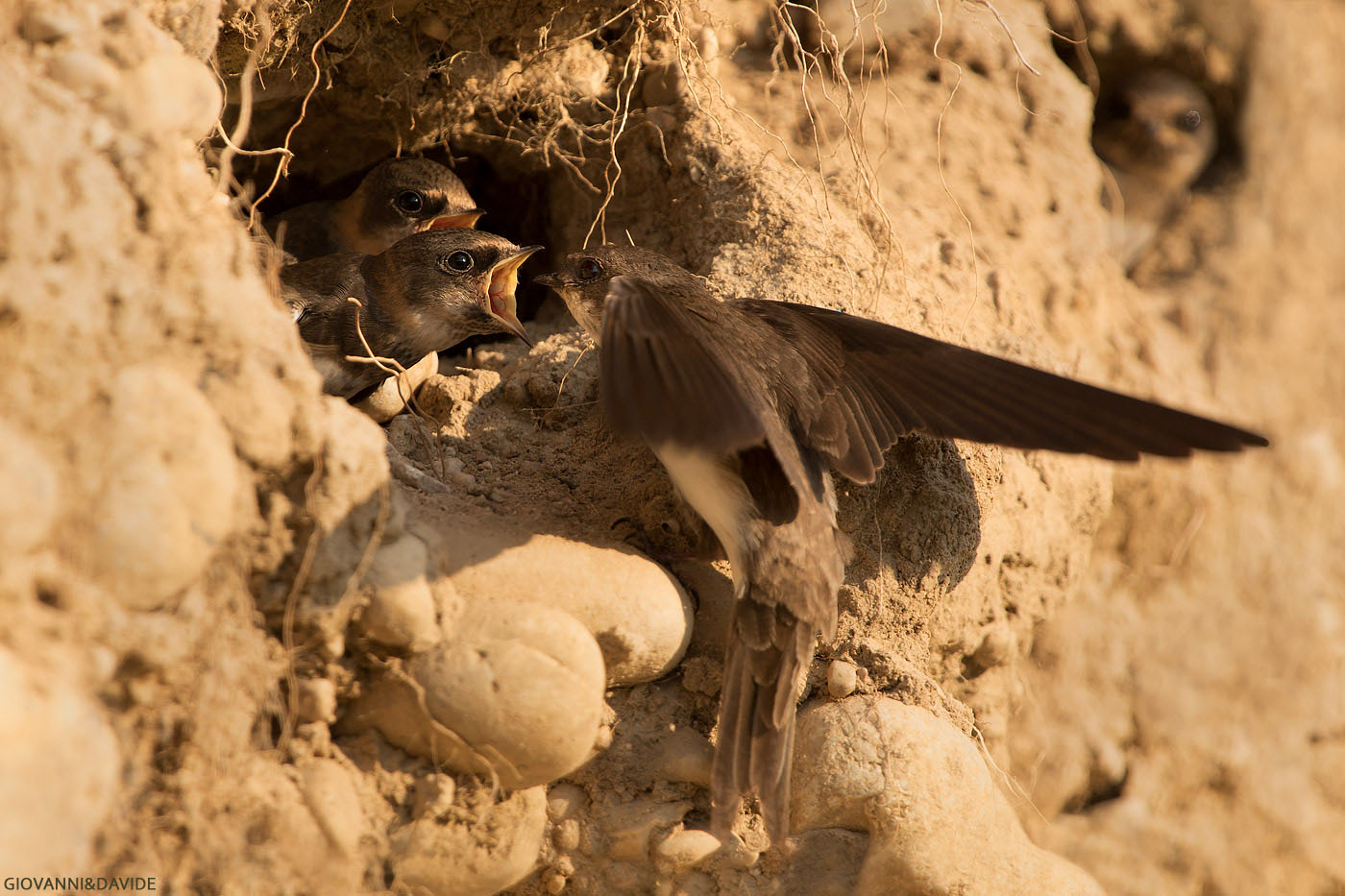 ... Lovely creatures...