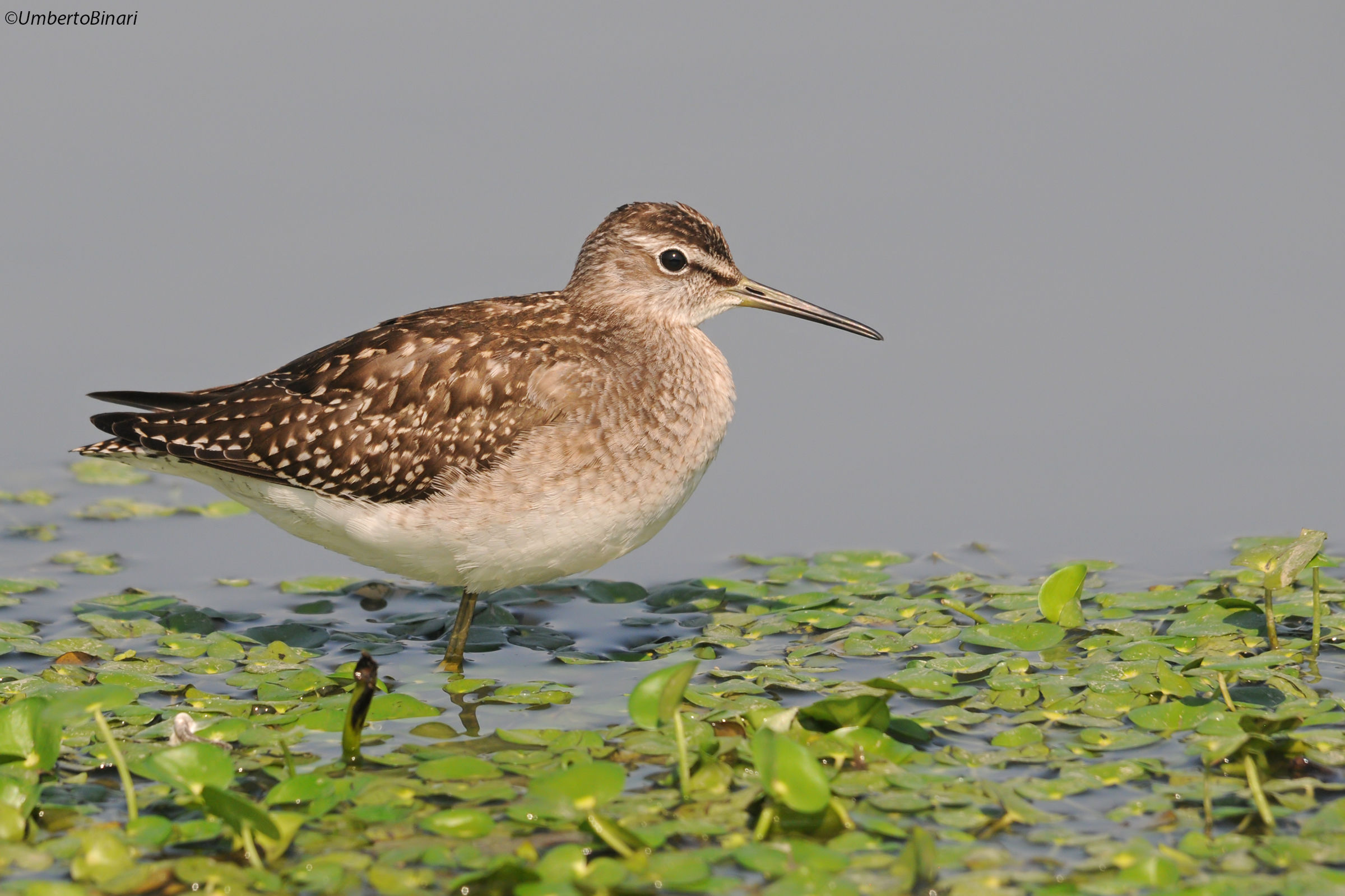 Piro piro boschereccio (Tringa glareola) Wood Sandpiper