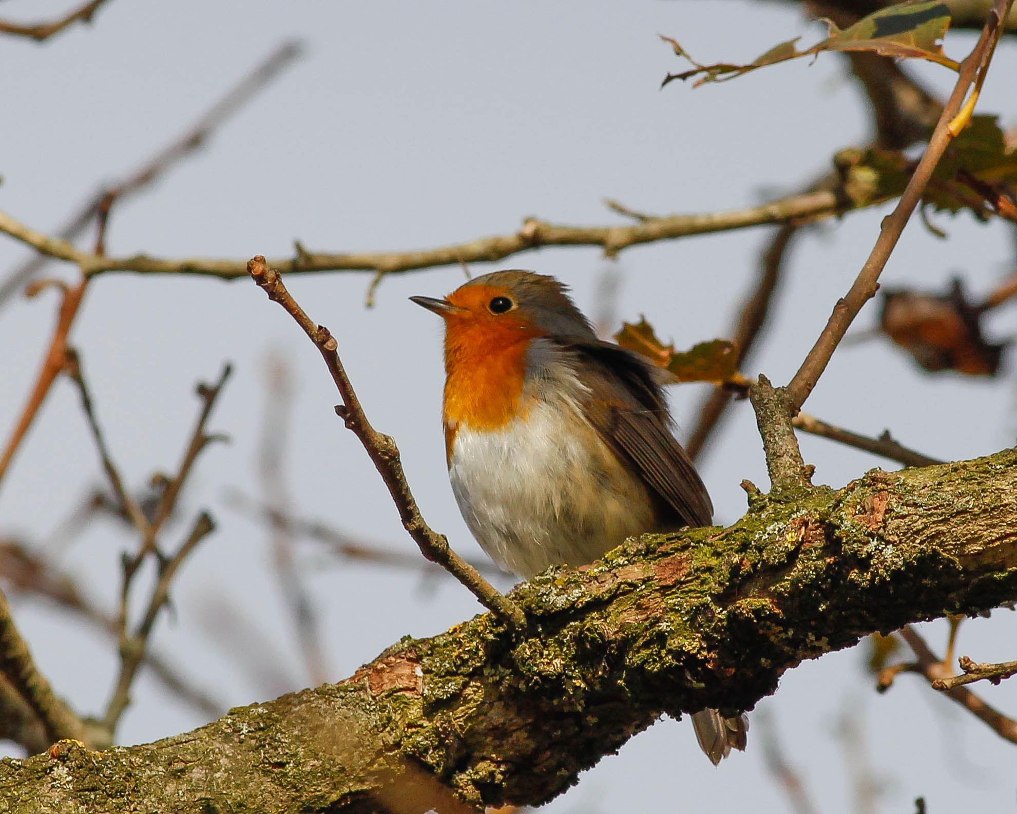 I'm waiting for the Morosa