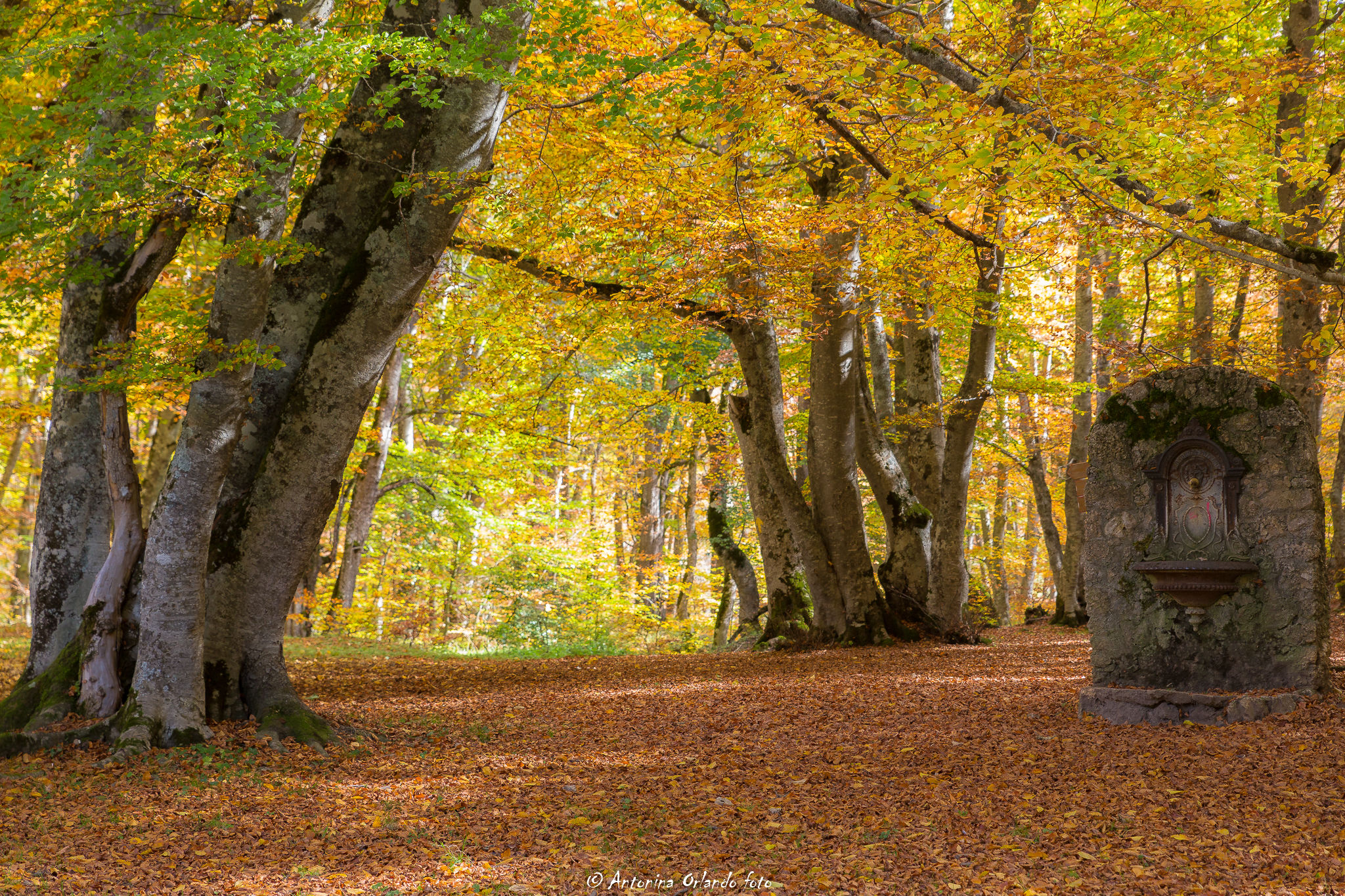 Nel cuore di bosco Sant'Antonio .Pescocostanzo (aq)