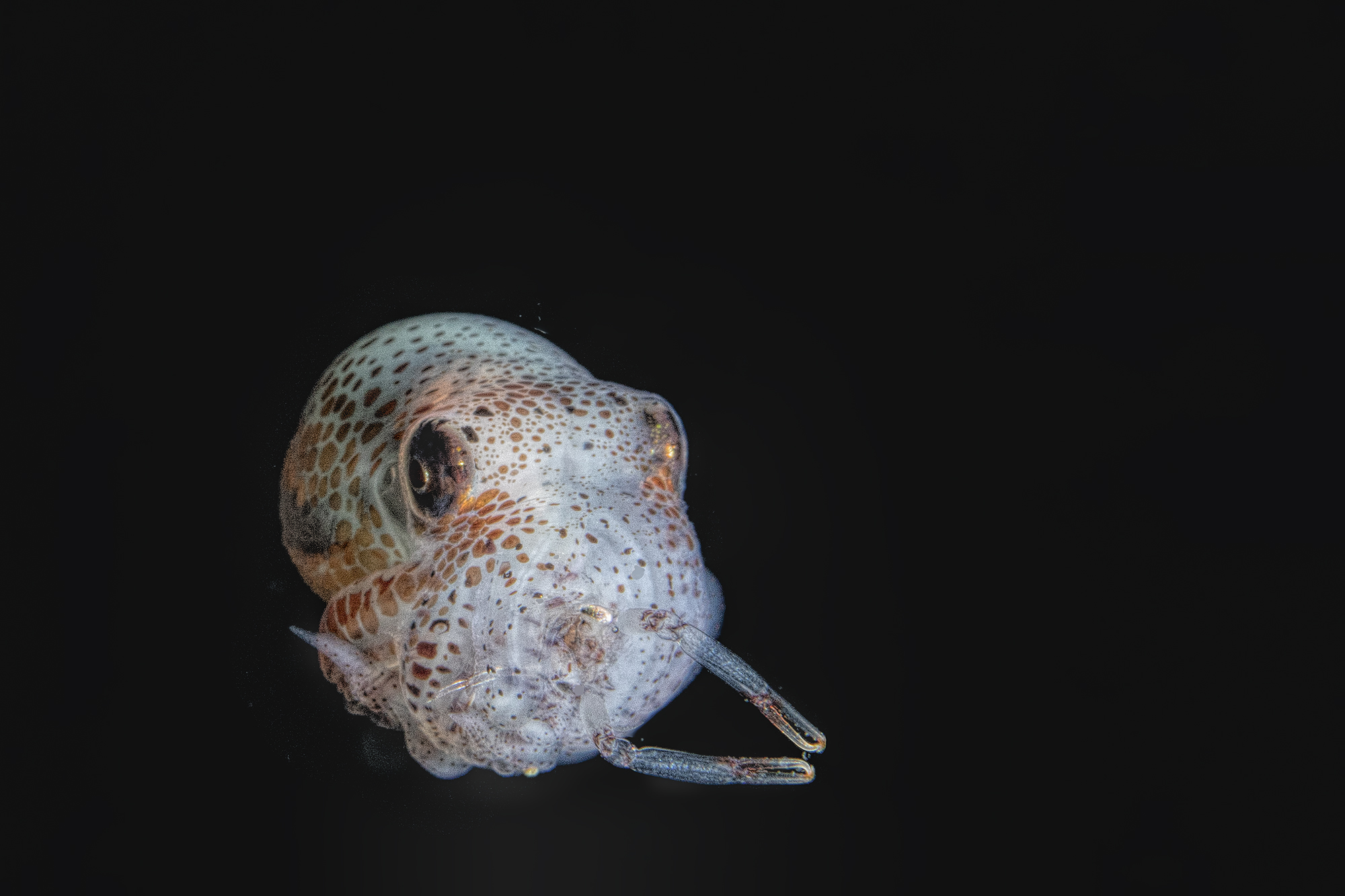 octopus larval phase at  dinner  Anilao , Philippines