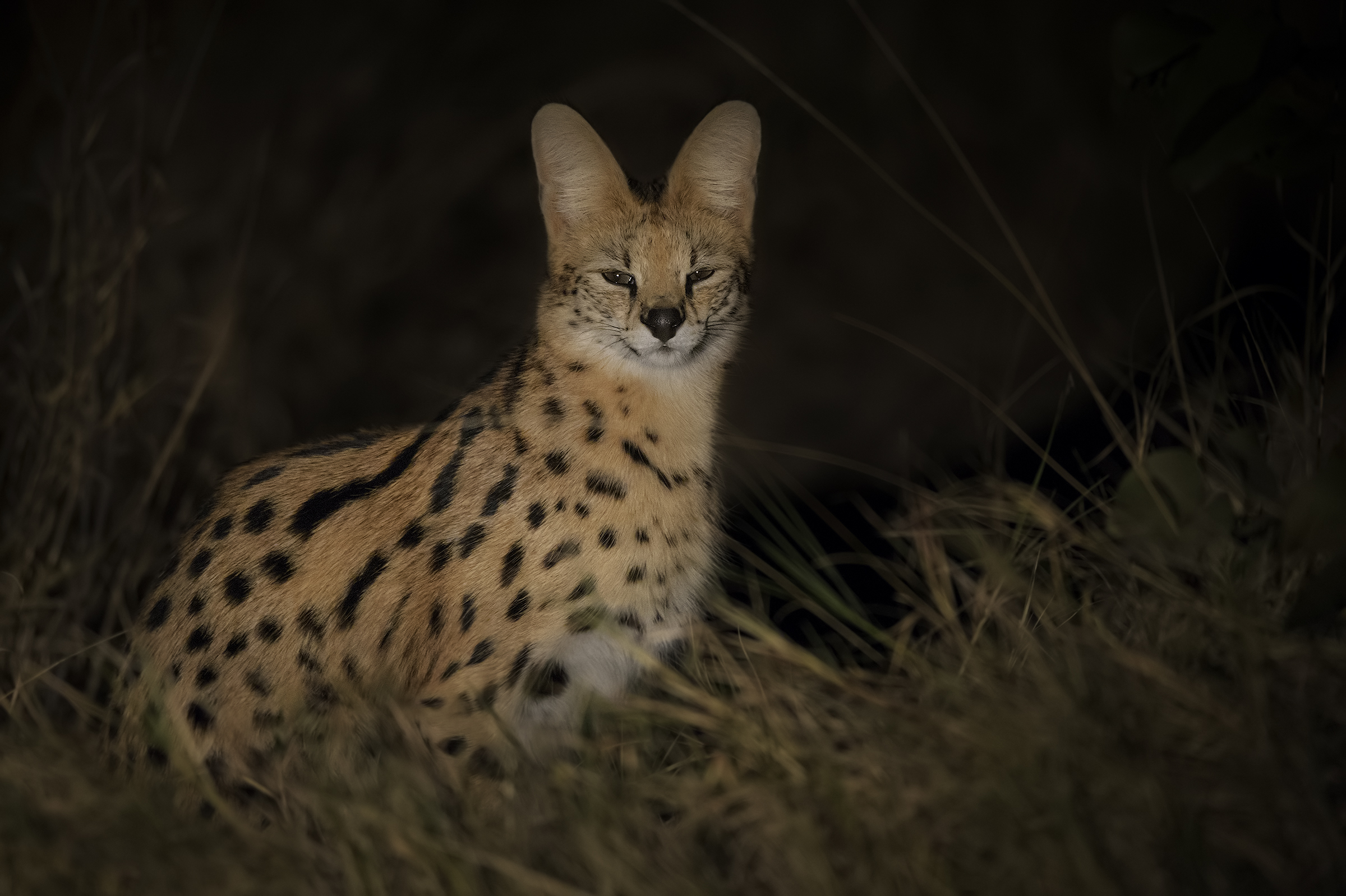 La Notte del Serval