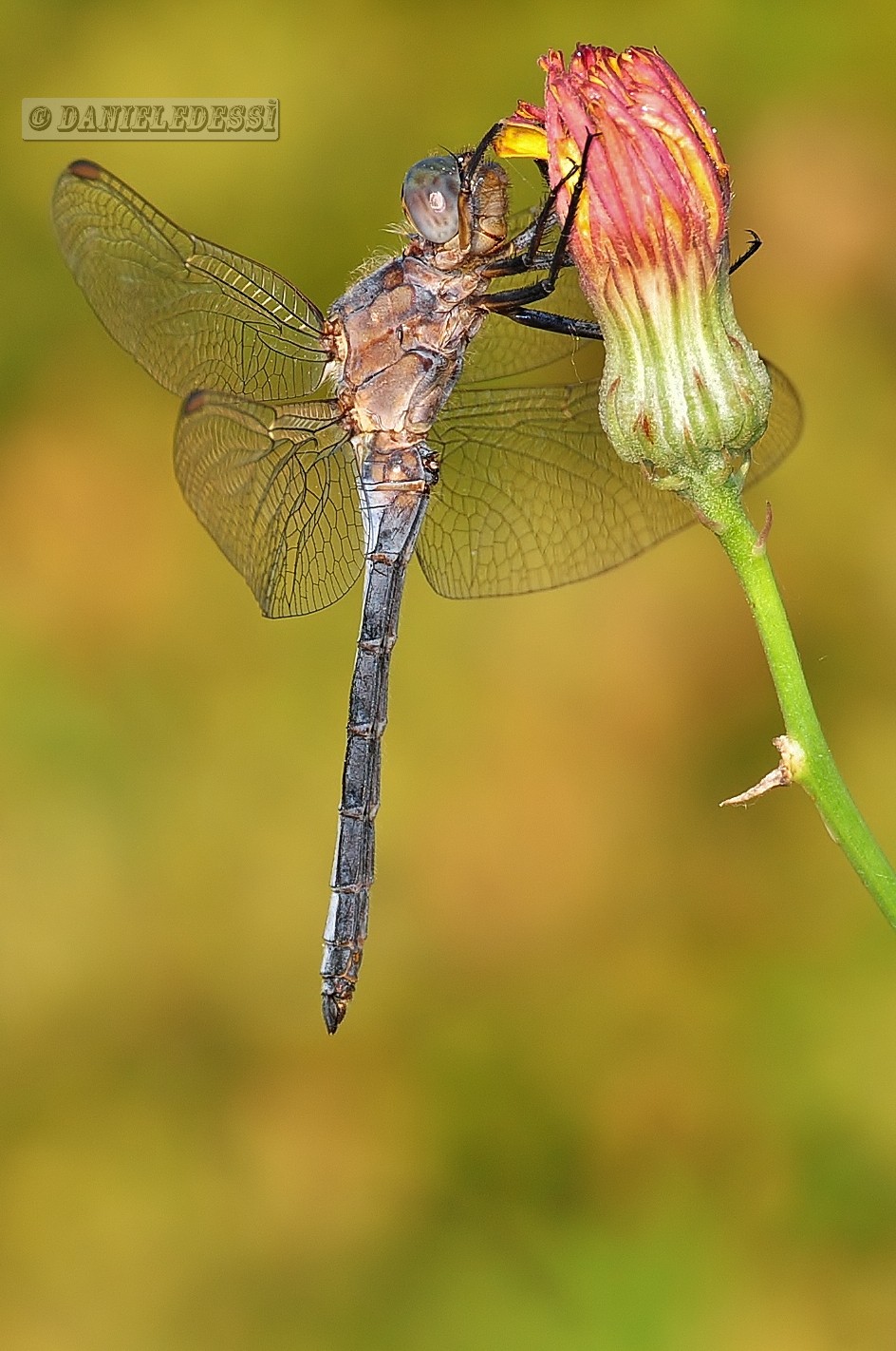 dragonfly