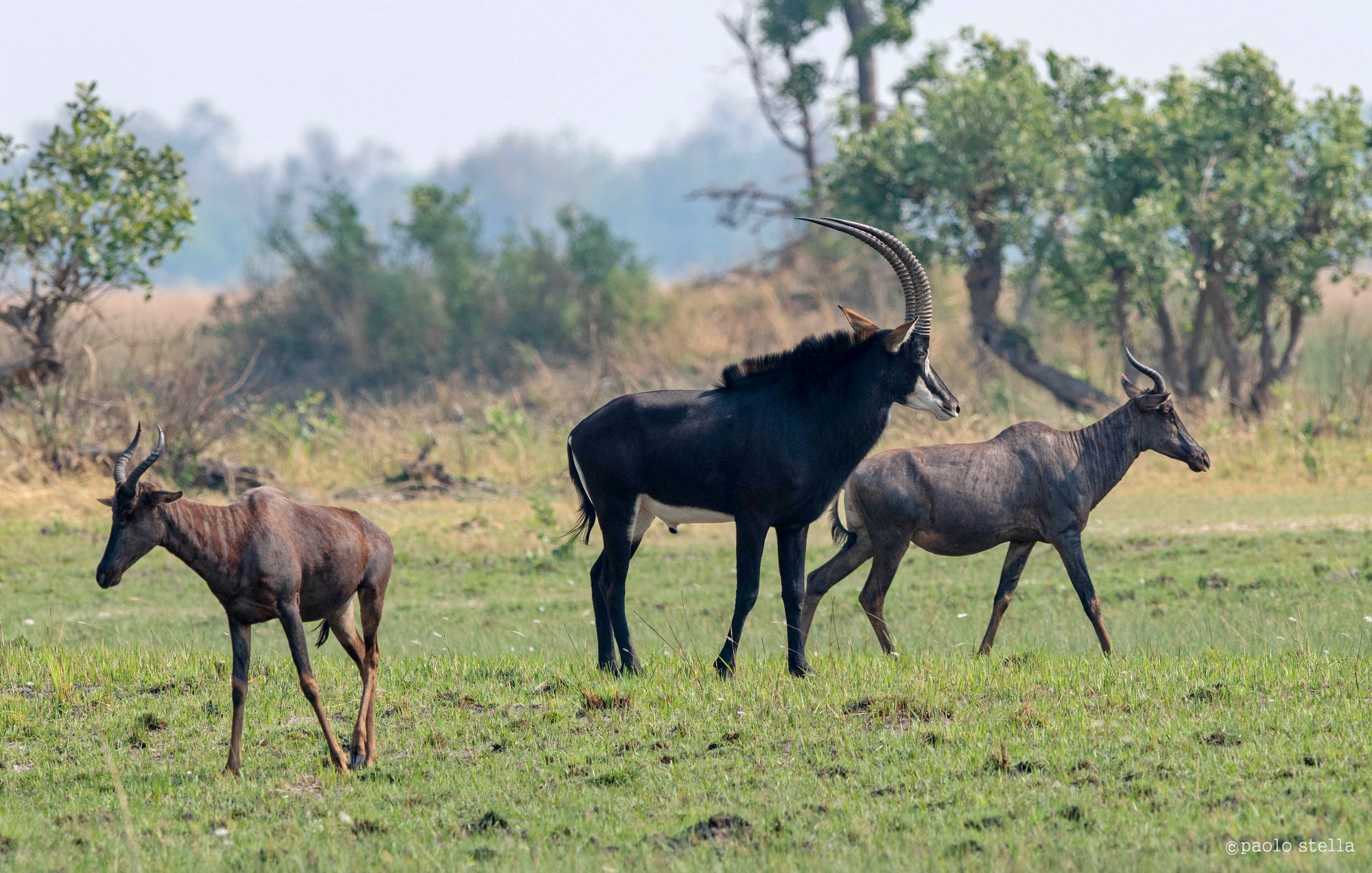 Hippotragus and Alcelafi