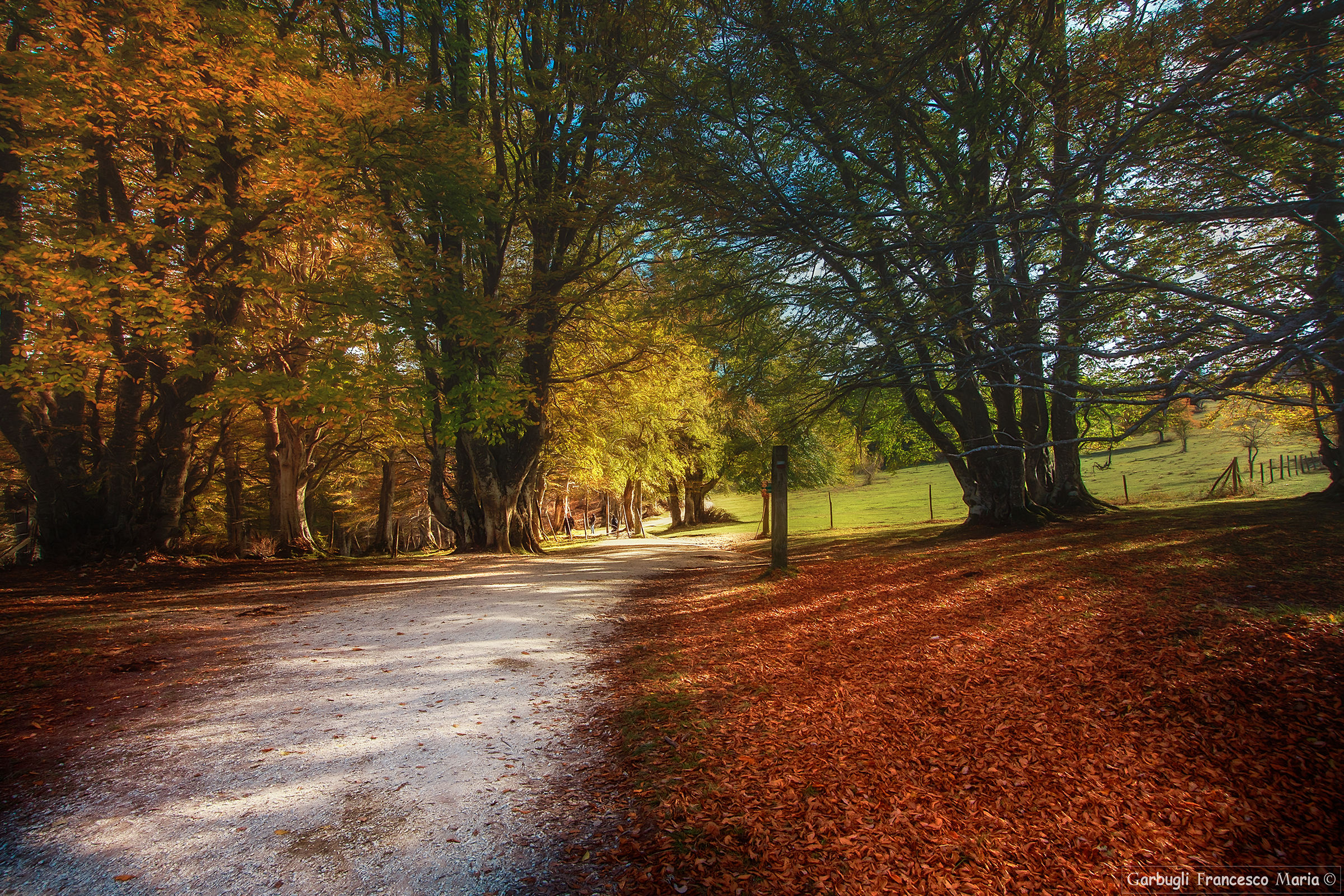 La faggeta magica.....