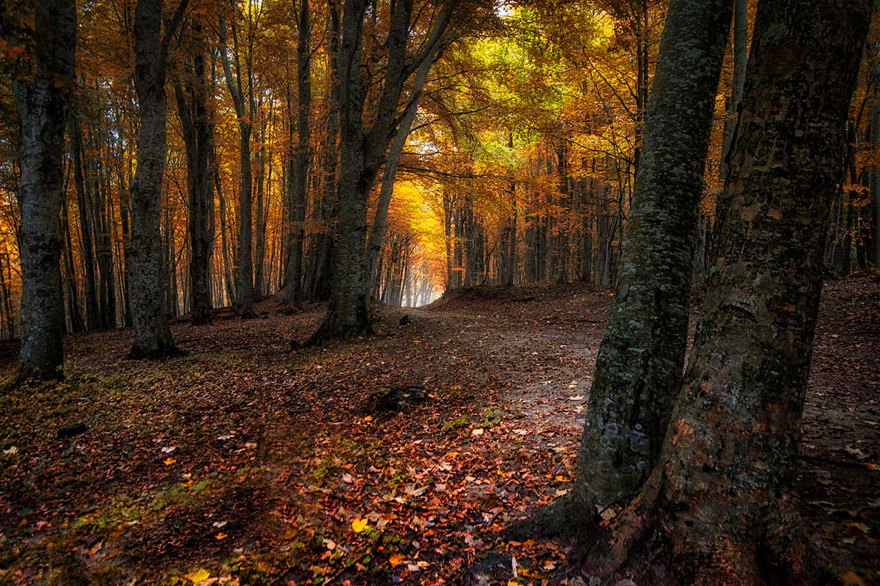 Fog towards the Martese forest