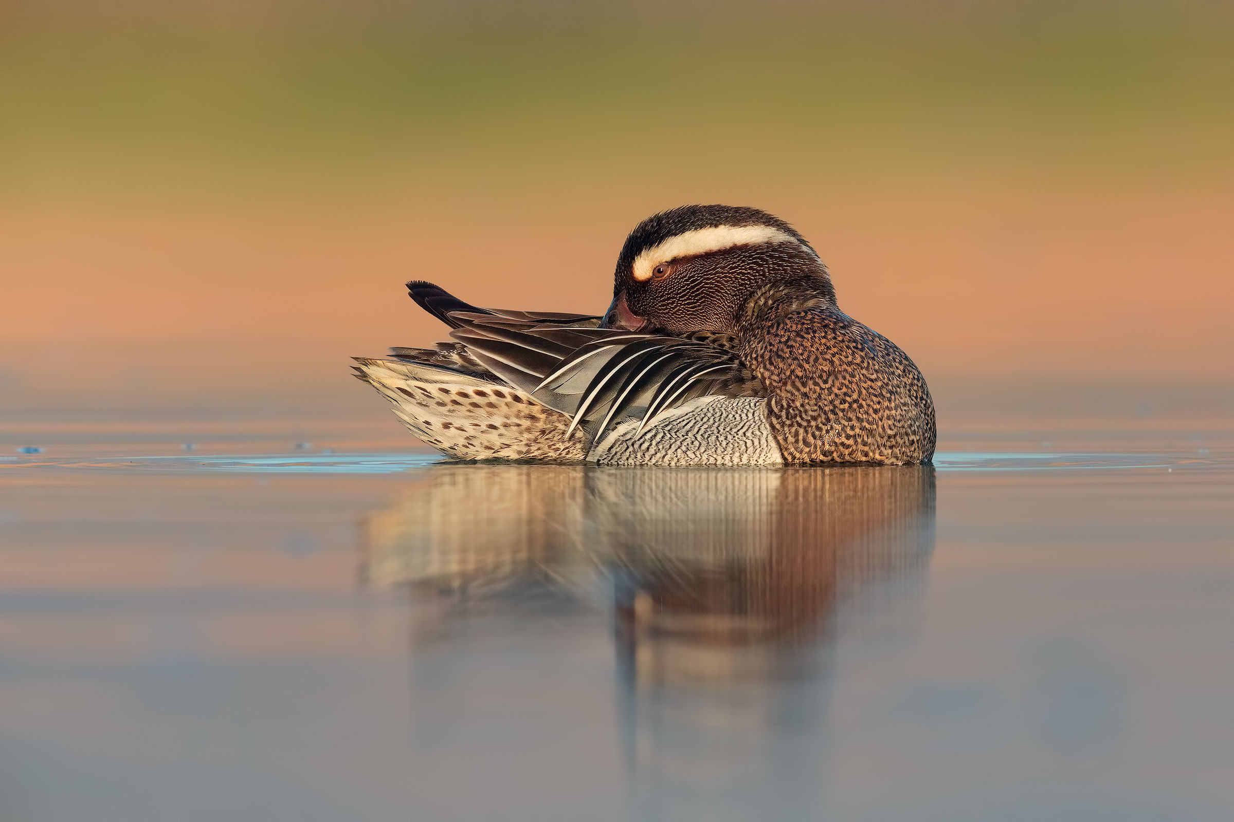 Garganey