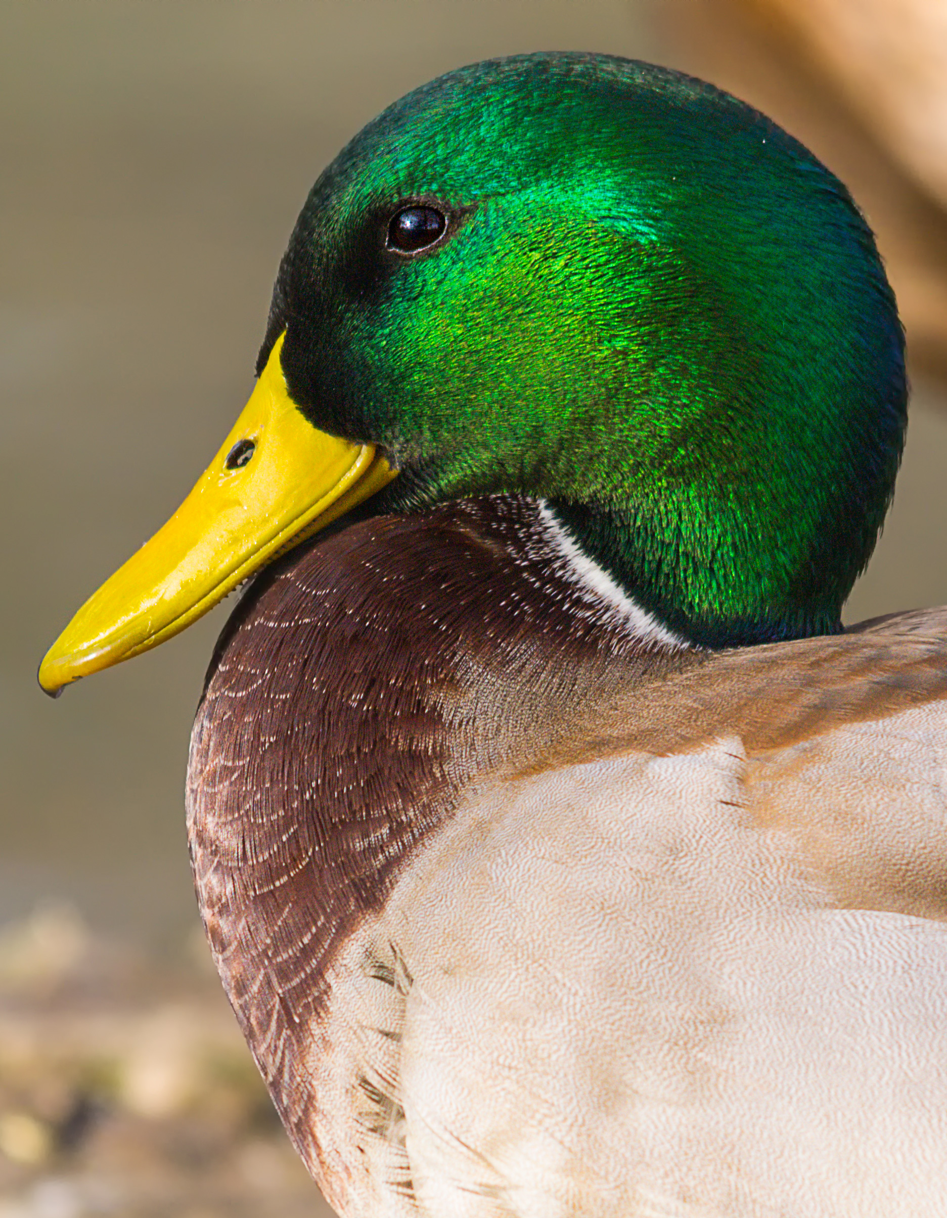 Germano Reale maschio - Anas platyrhynchos
