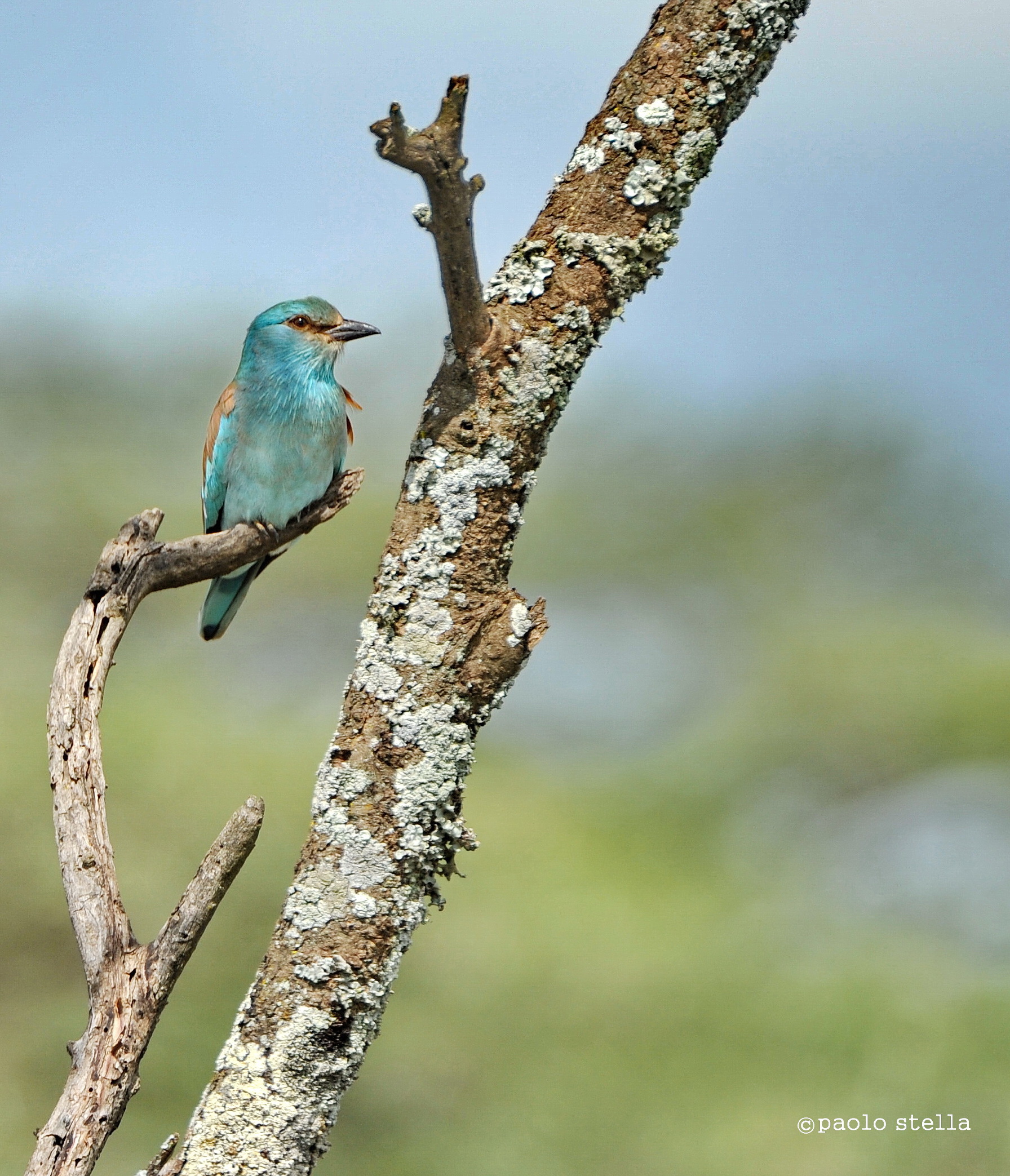 Eurasian roller