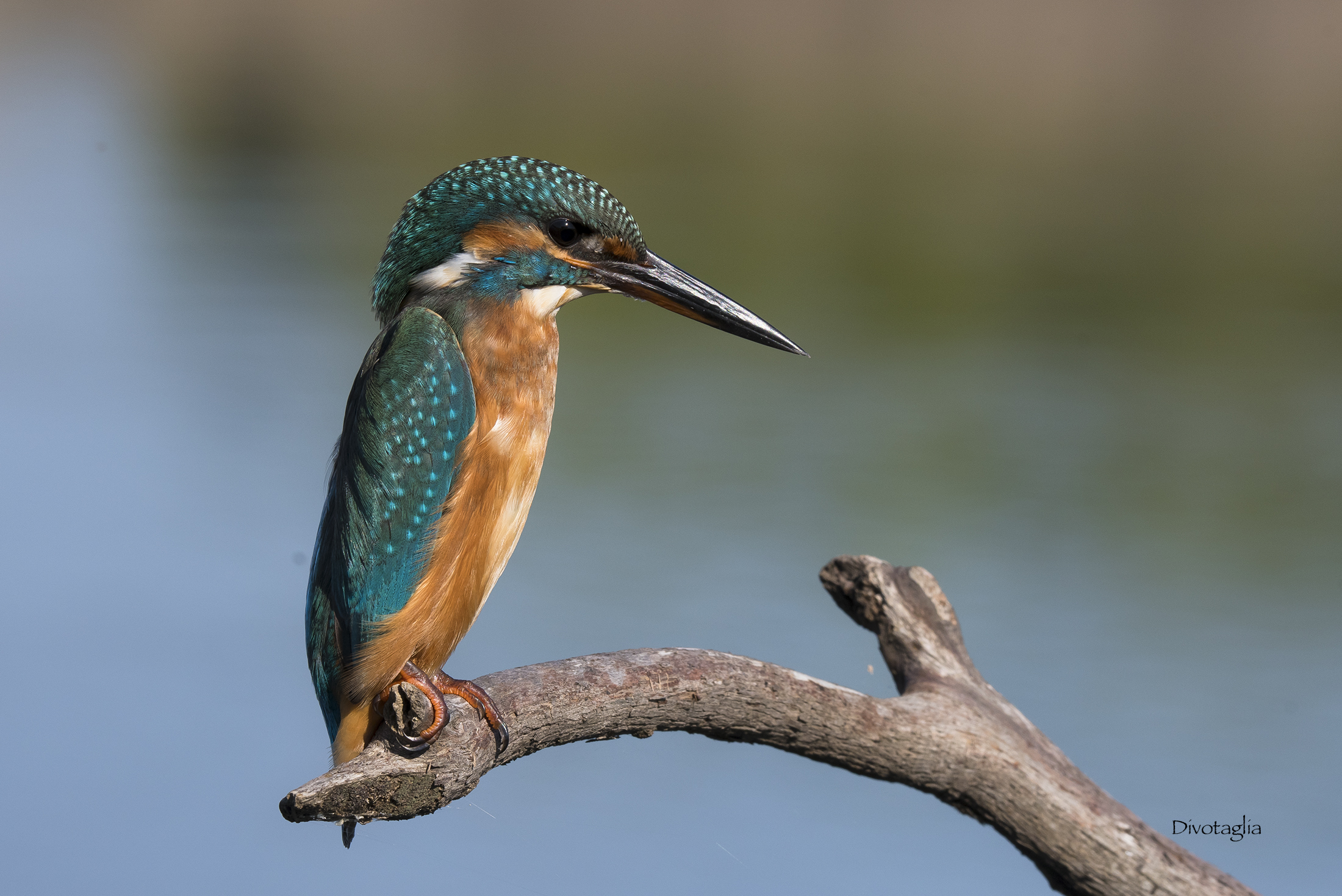 Kingfisher