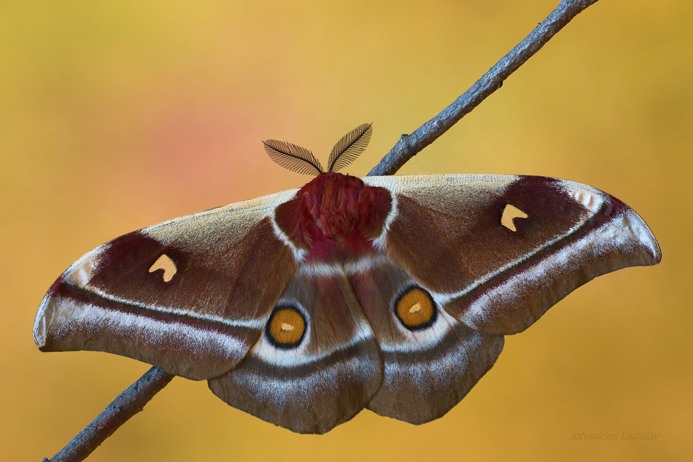 Bunaea Alcinoe (Congo)