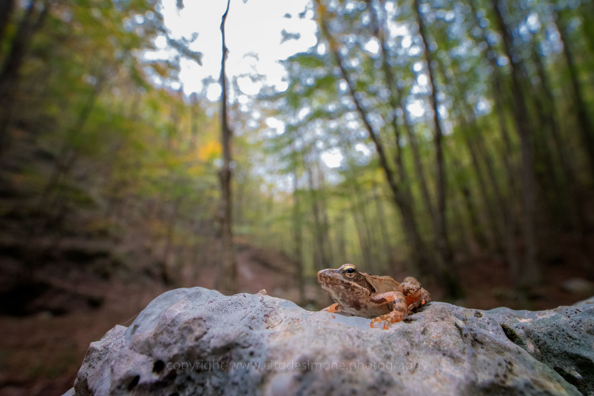 Rana Italica ambientata