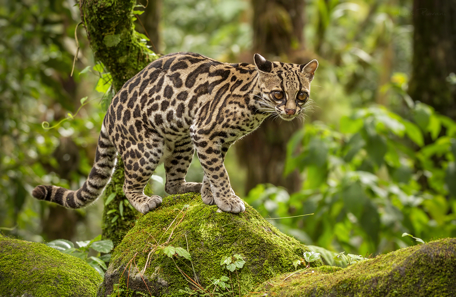 Margay