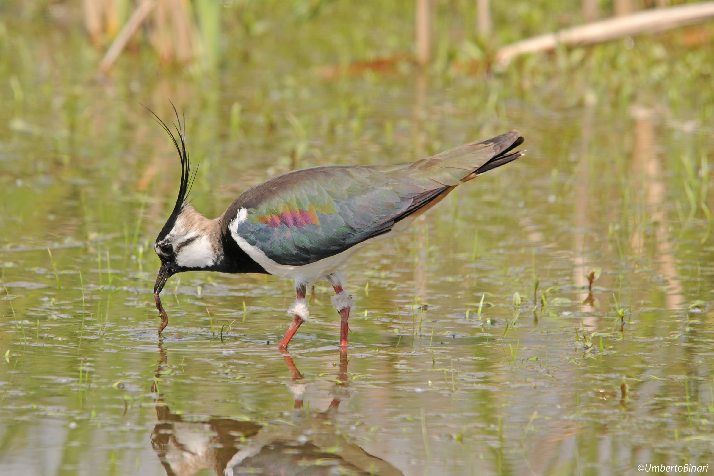 Pavoncella (Vanellus vanellus), Northern Lapwing