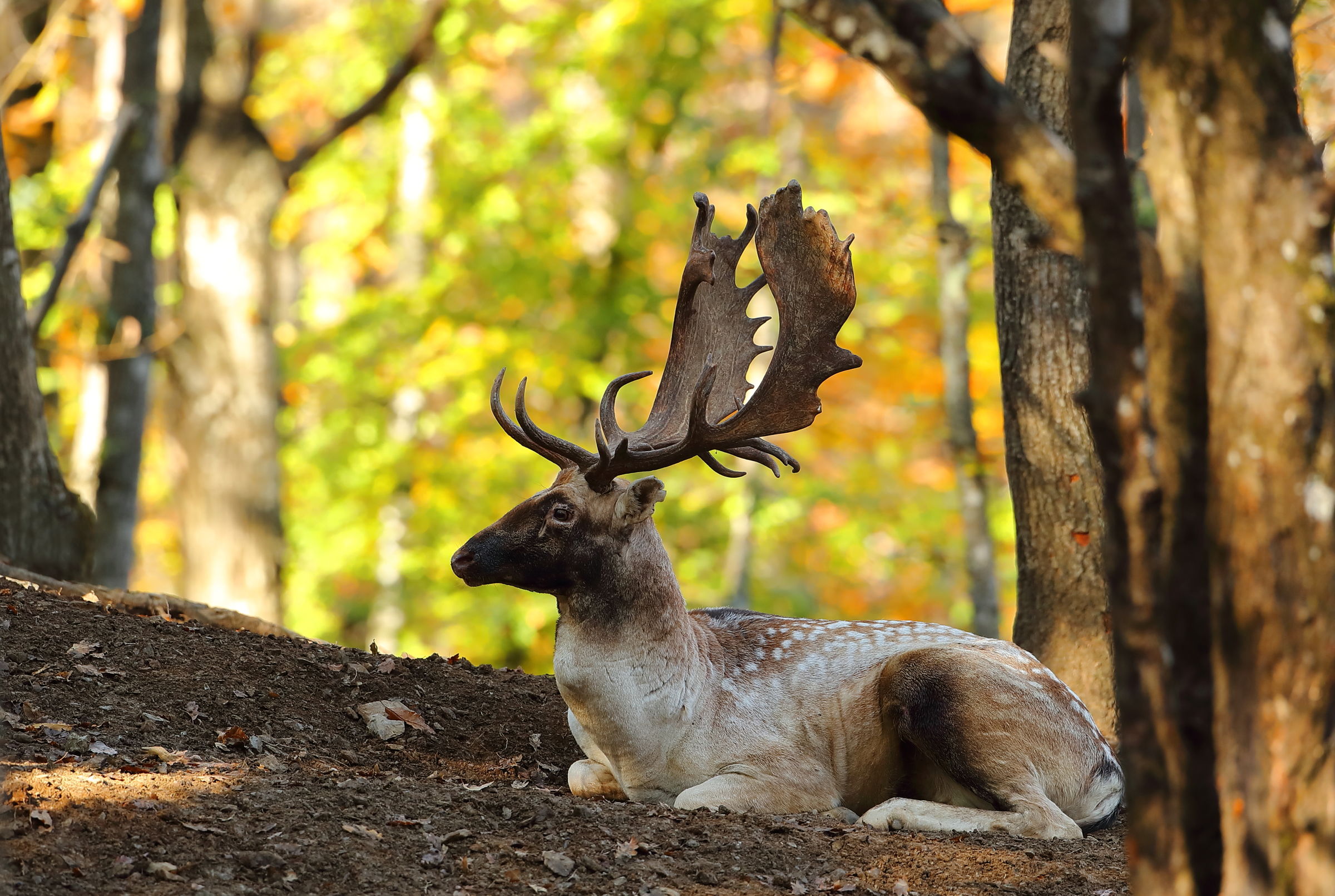 Daino a riposo tra i colori autunnali
