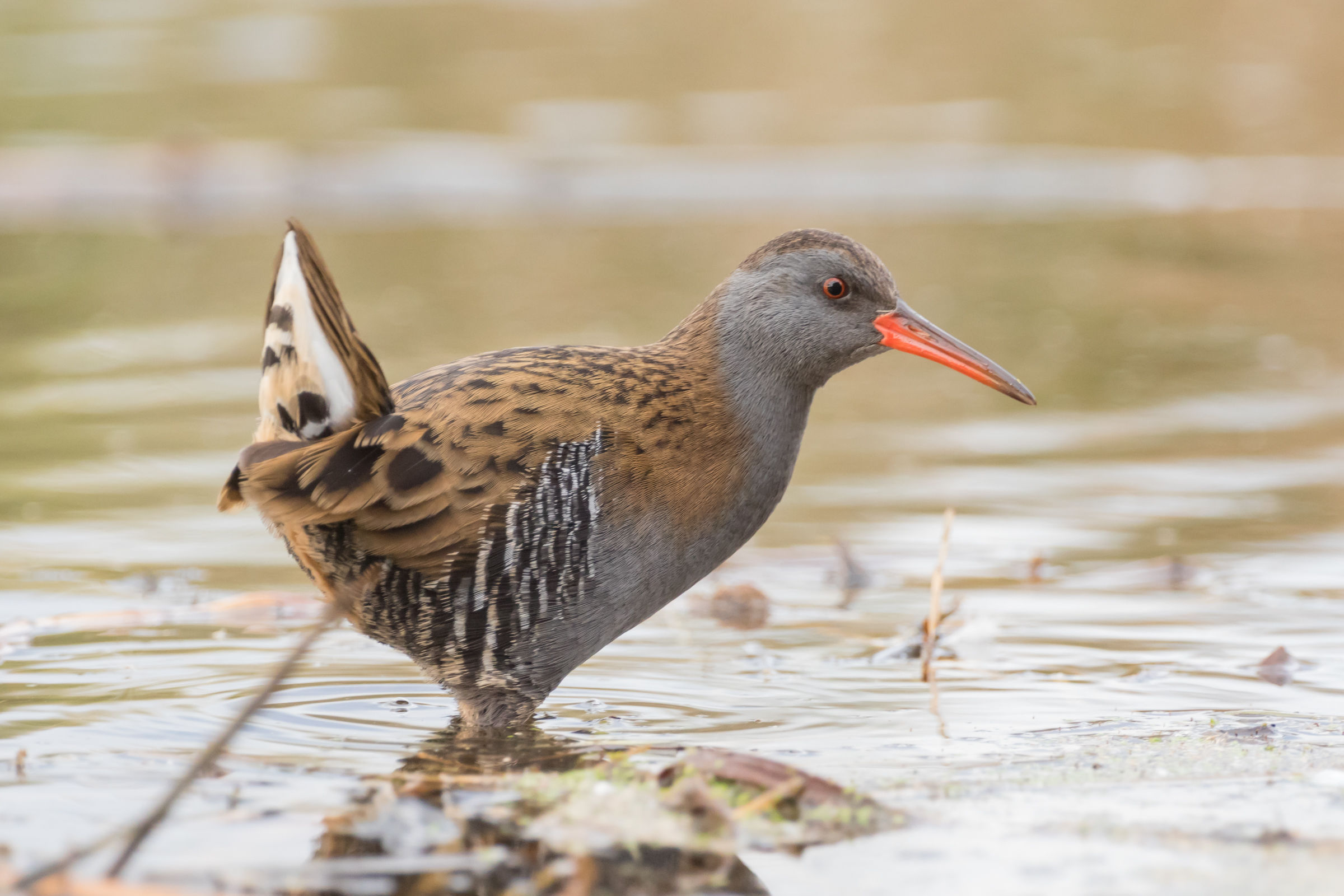 Water Rail