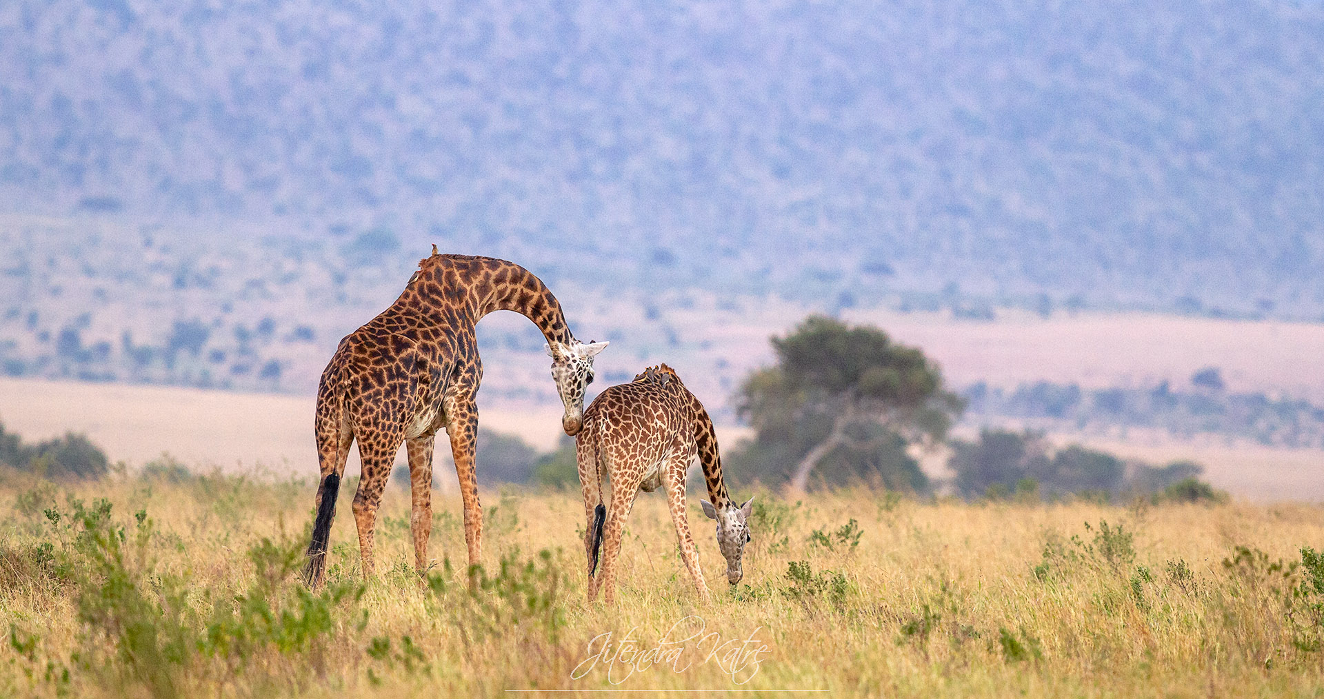 Giraffe in Masai Mara