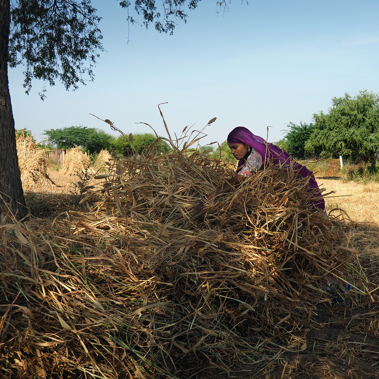 Millet-rajasthn Harvest-India