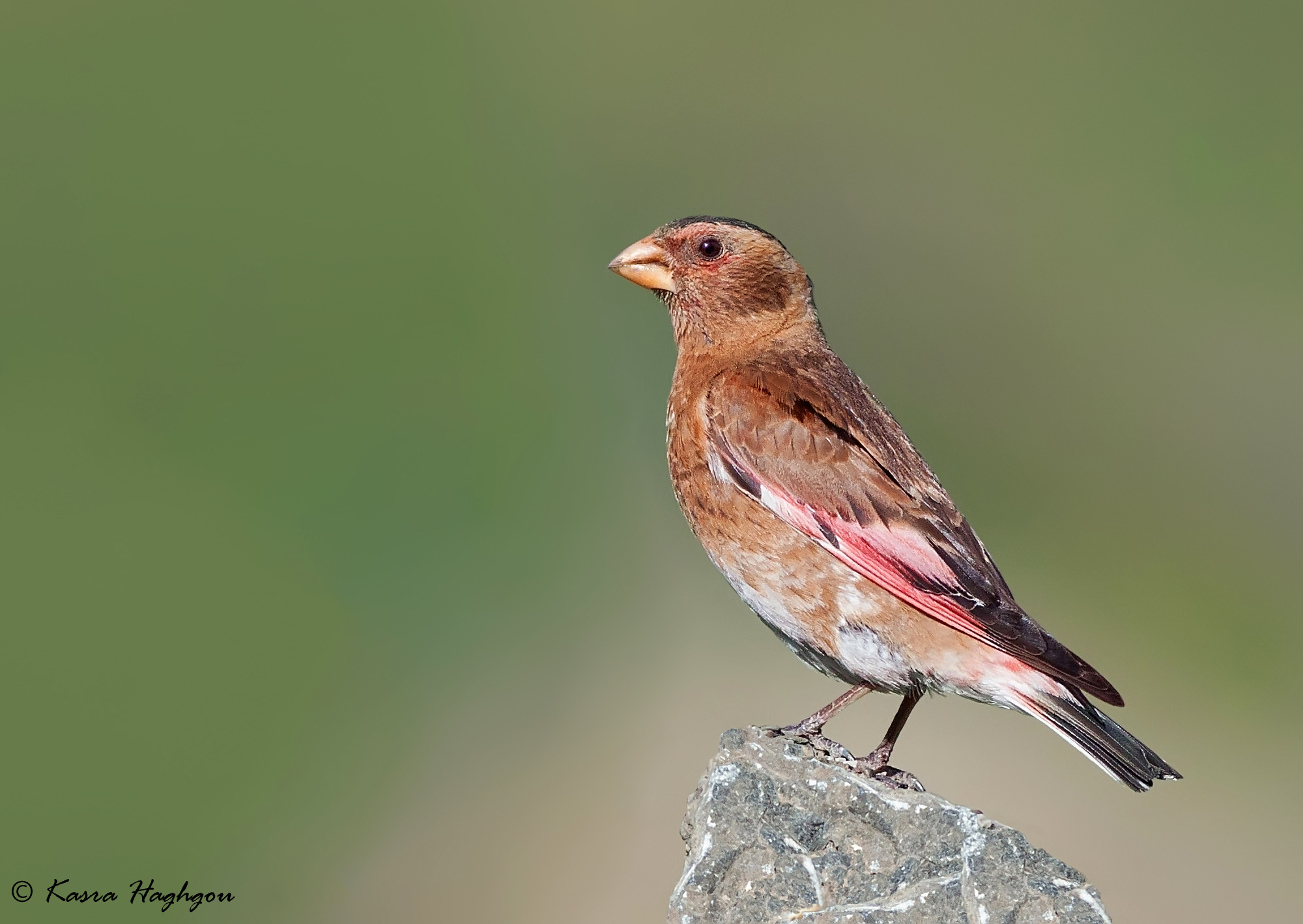crimson-winged Finch