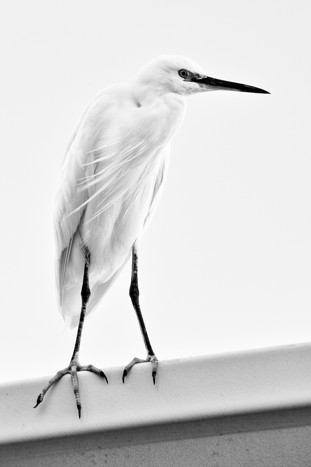 Egret