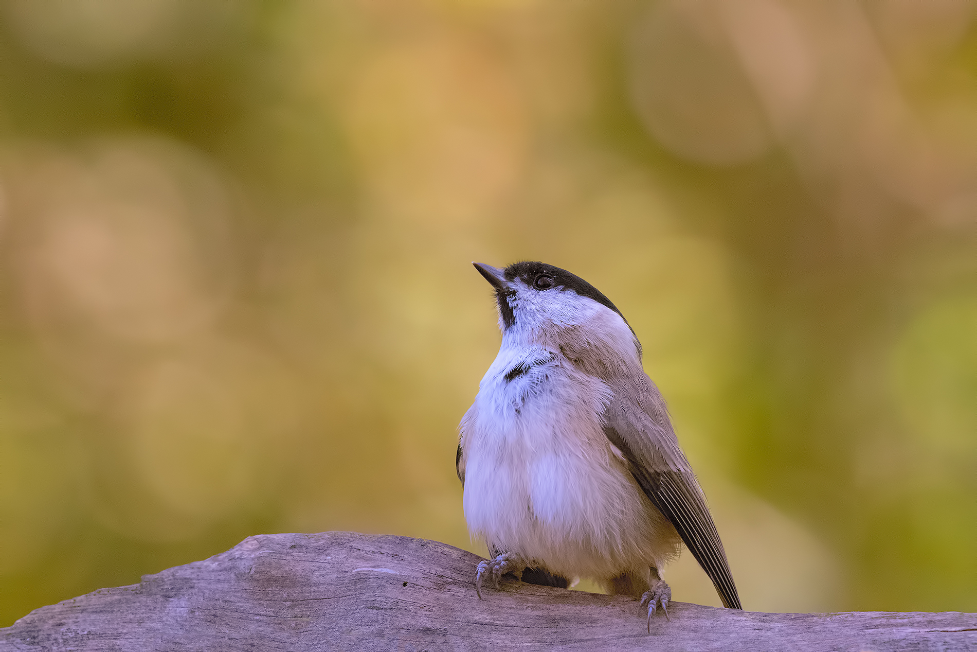 Maybe I ate a little too much!!!!