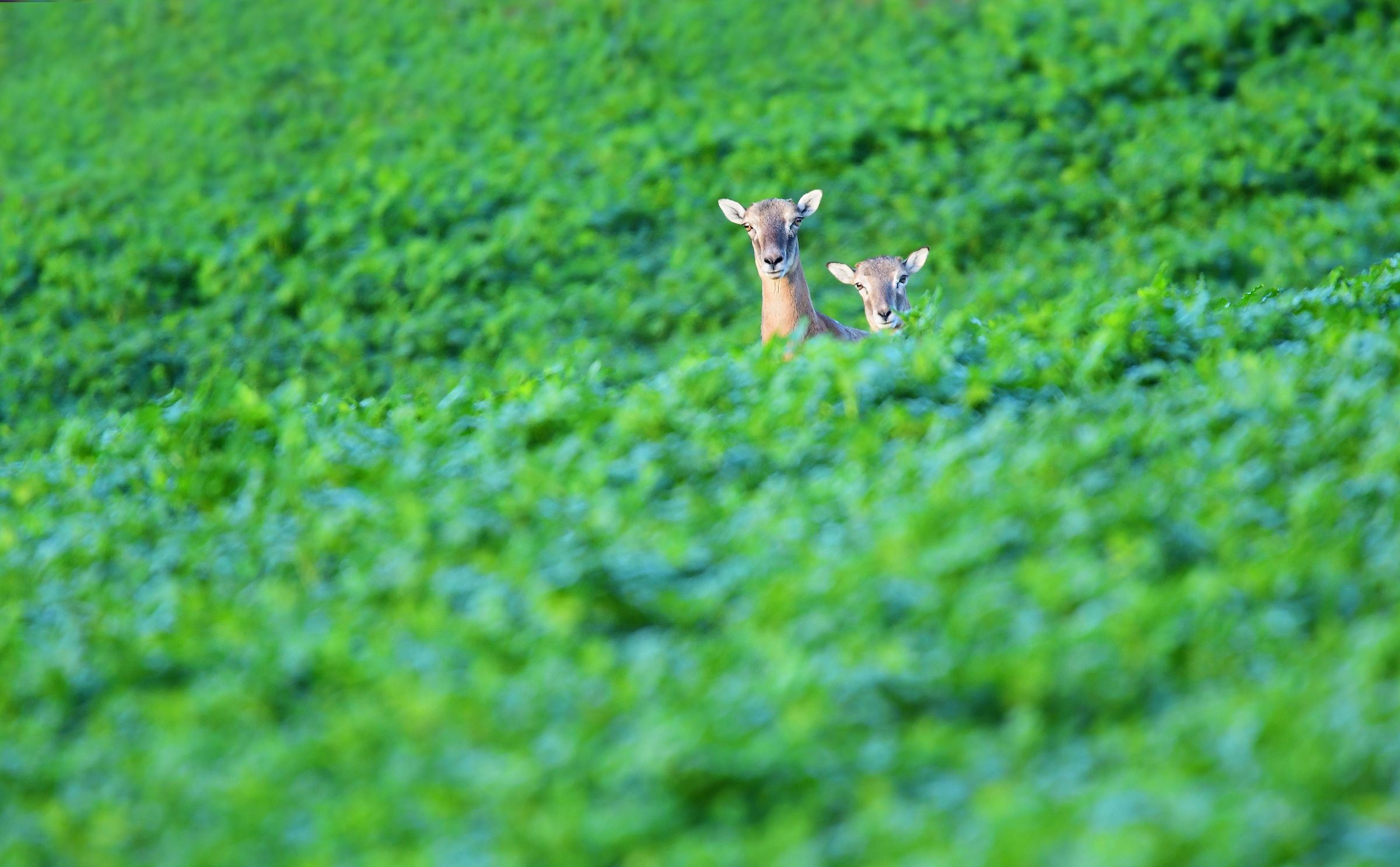 mother with daughter in green field