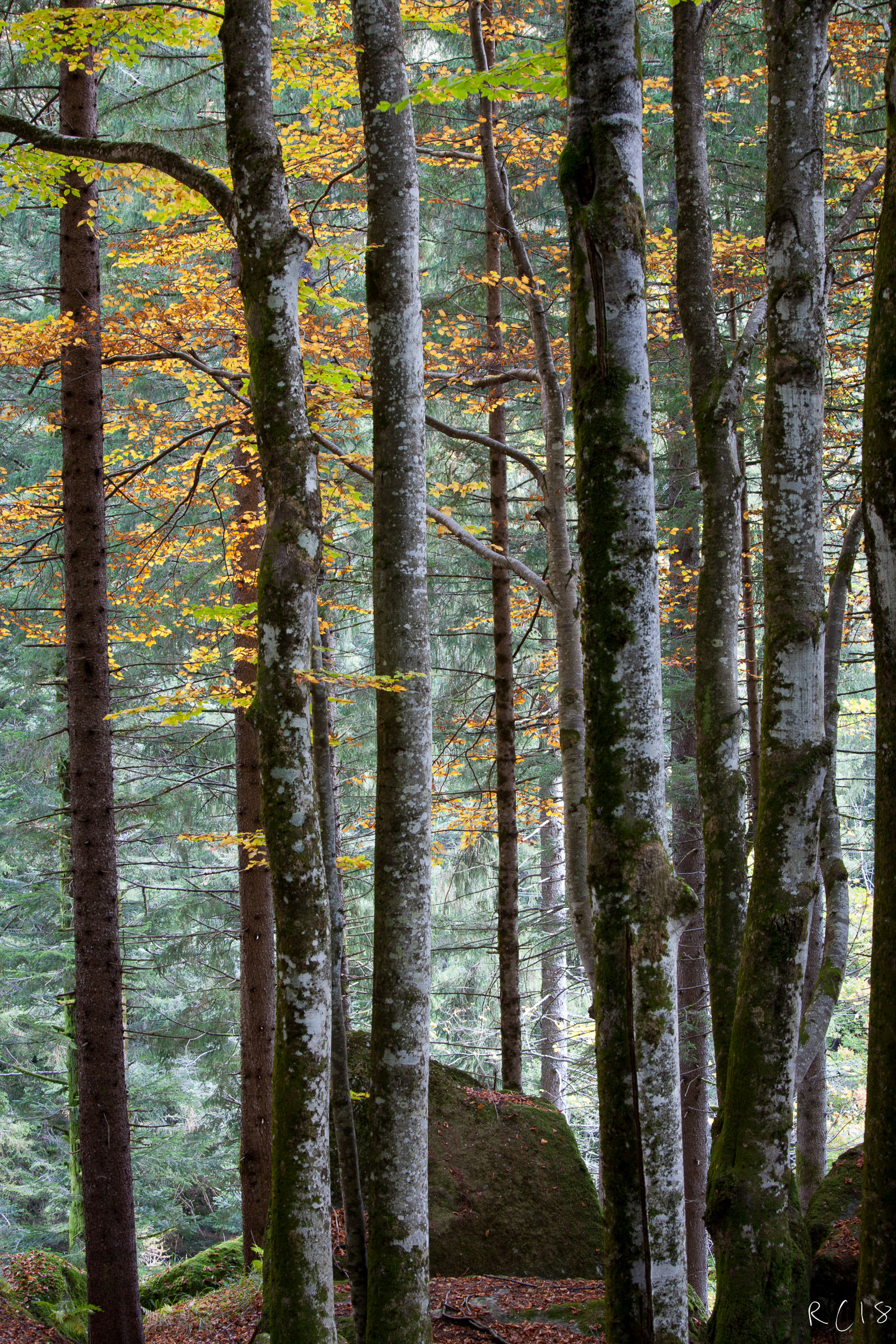 Autunno ai Bagni Masino (So)