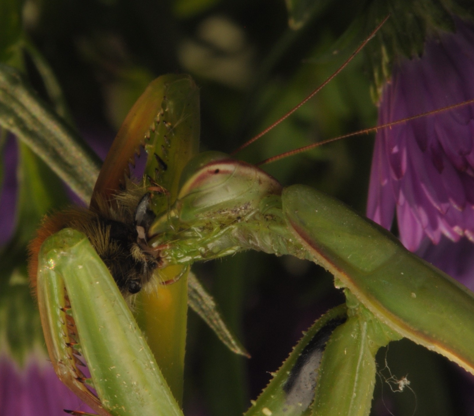 Mantis religiously devour a bee
