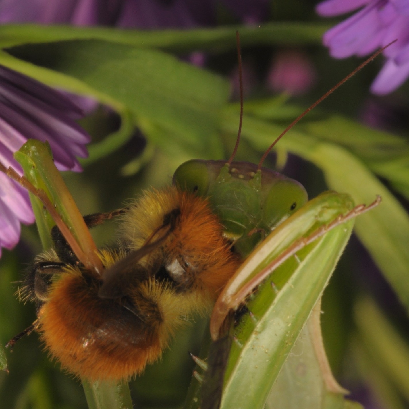 Mantis religiously devour a bee