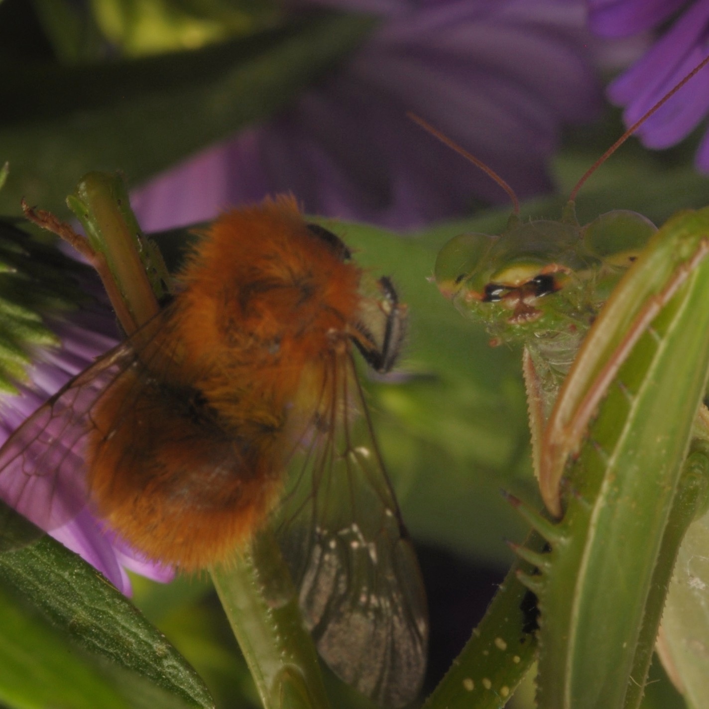 Mantis religiously devour a bee