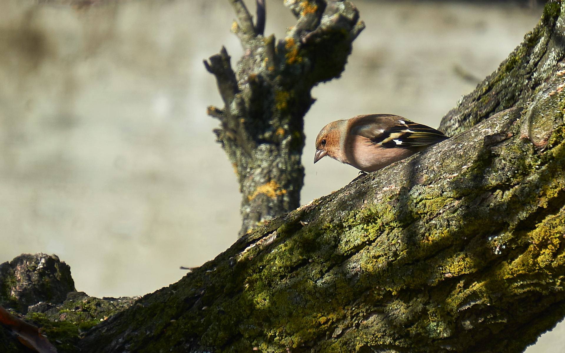 Finch-Sarezzano-01-11-18