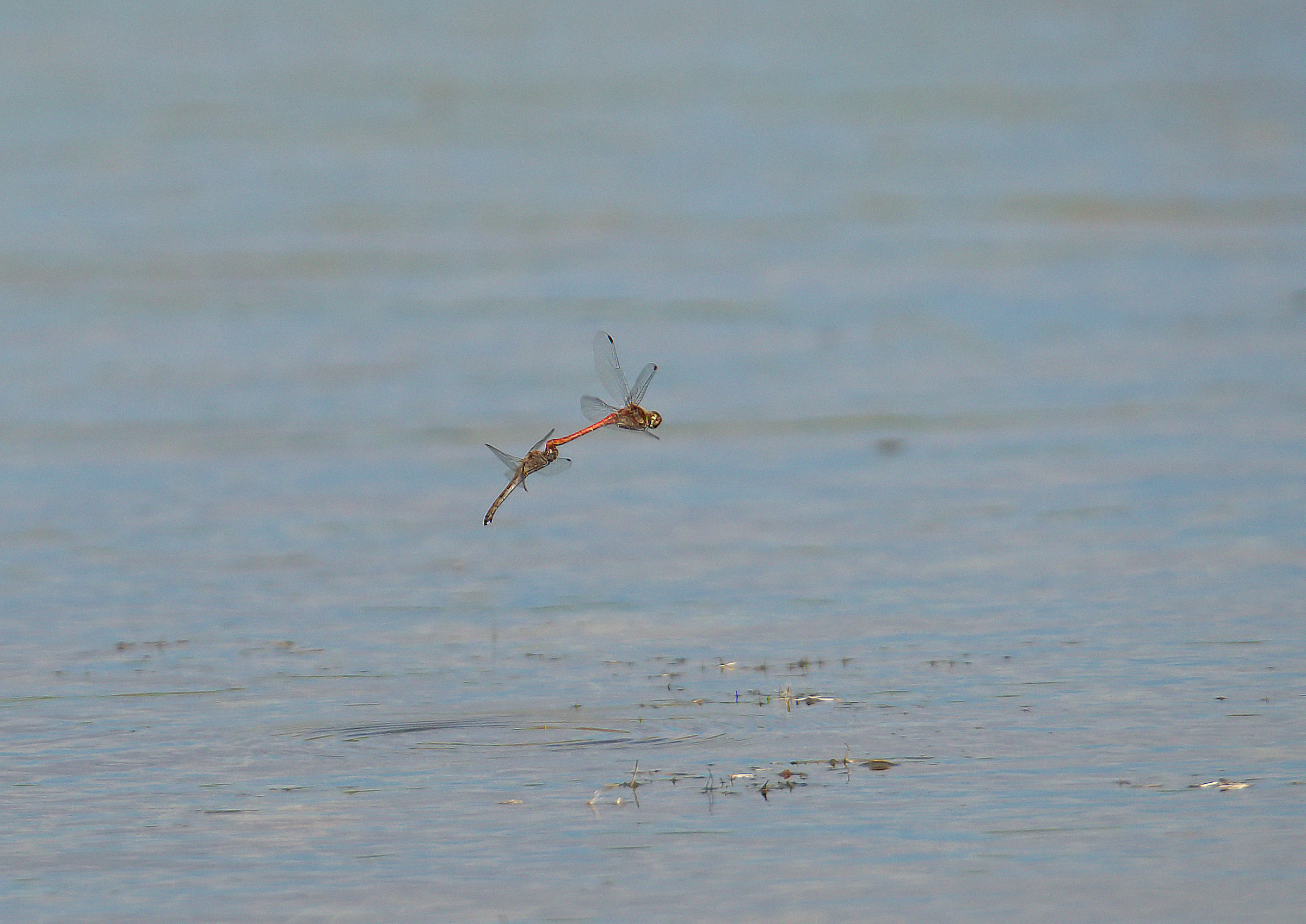 Libellule in deposizione