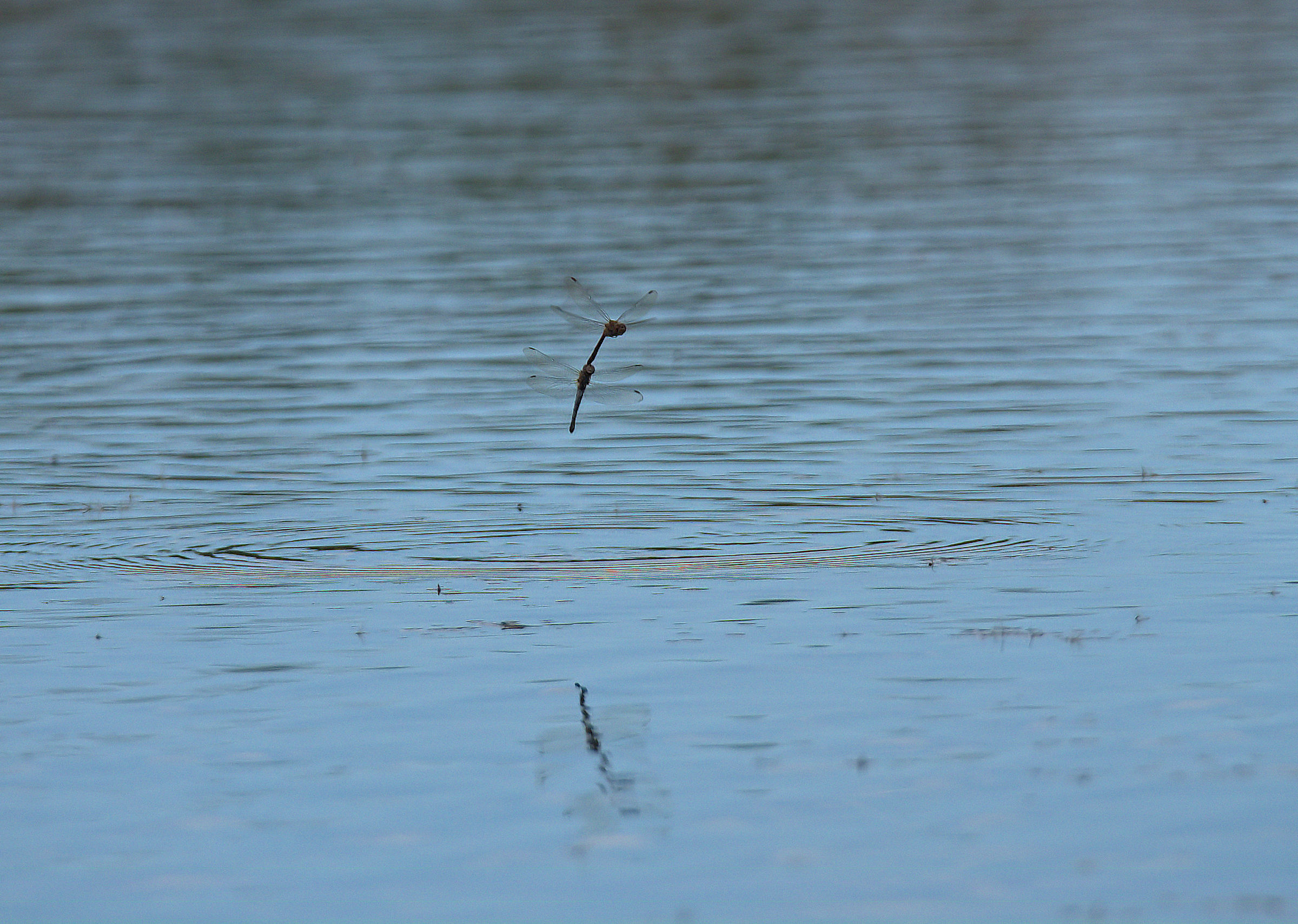 Libellule in deposizione