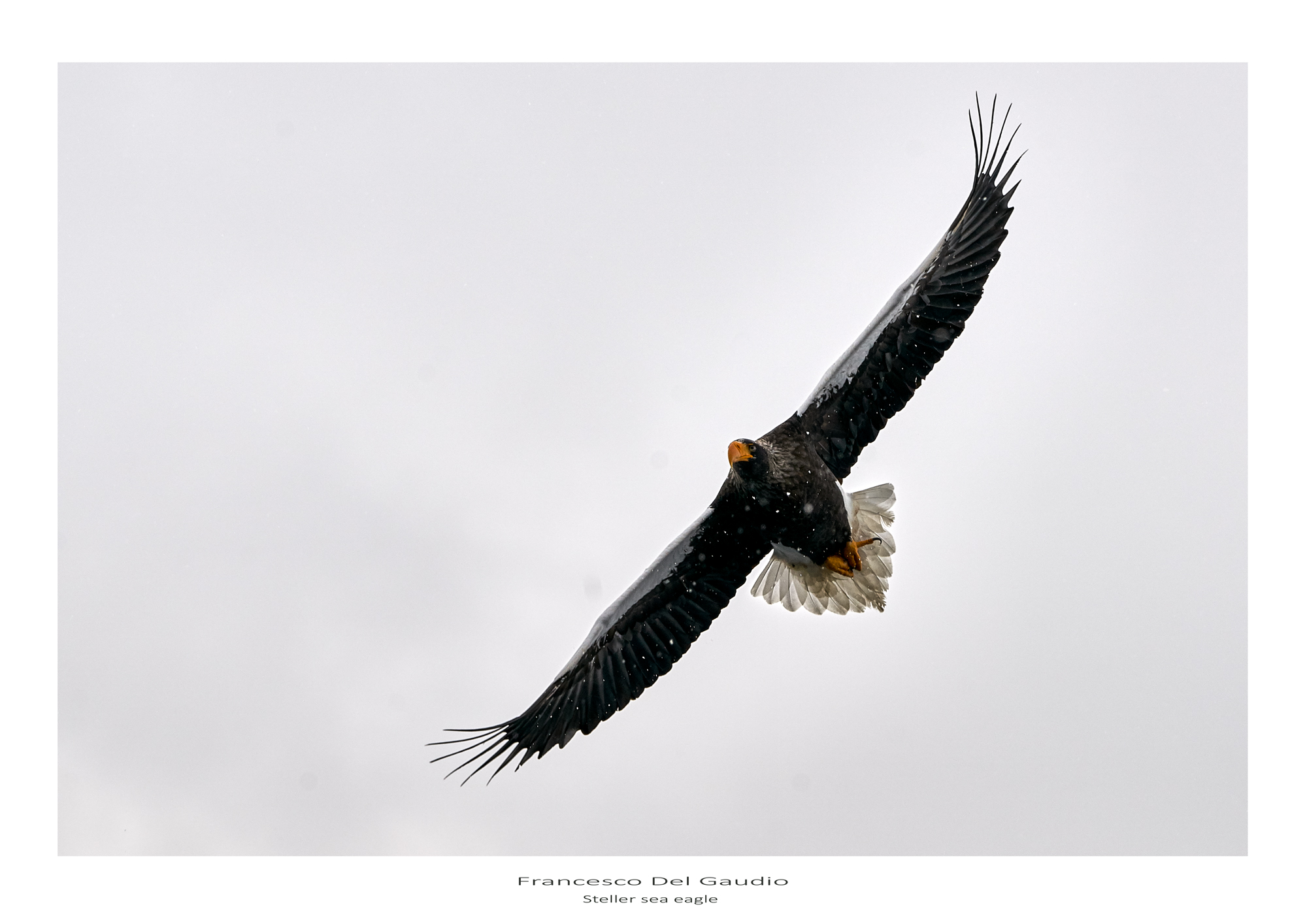 Steller Sea Eagle Hokkaido Feb 2017