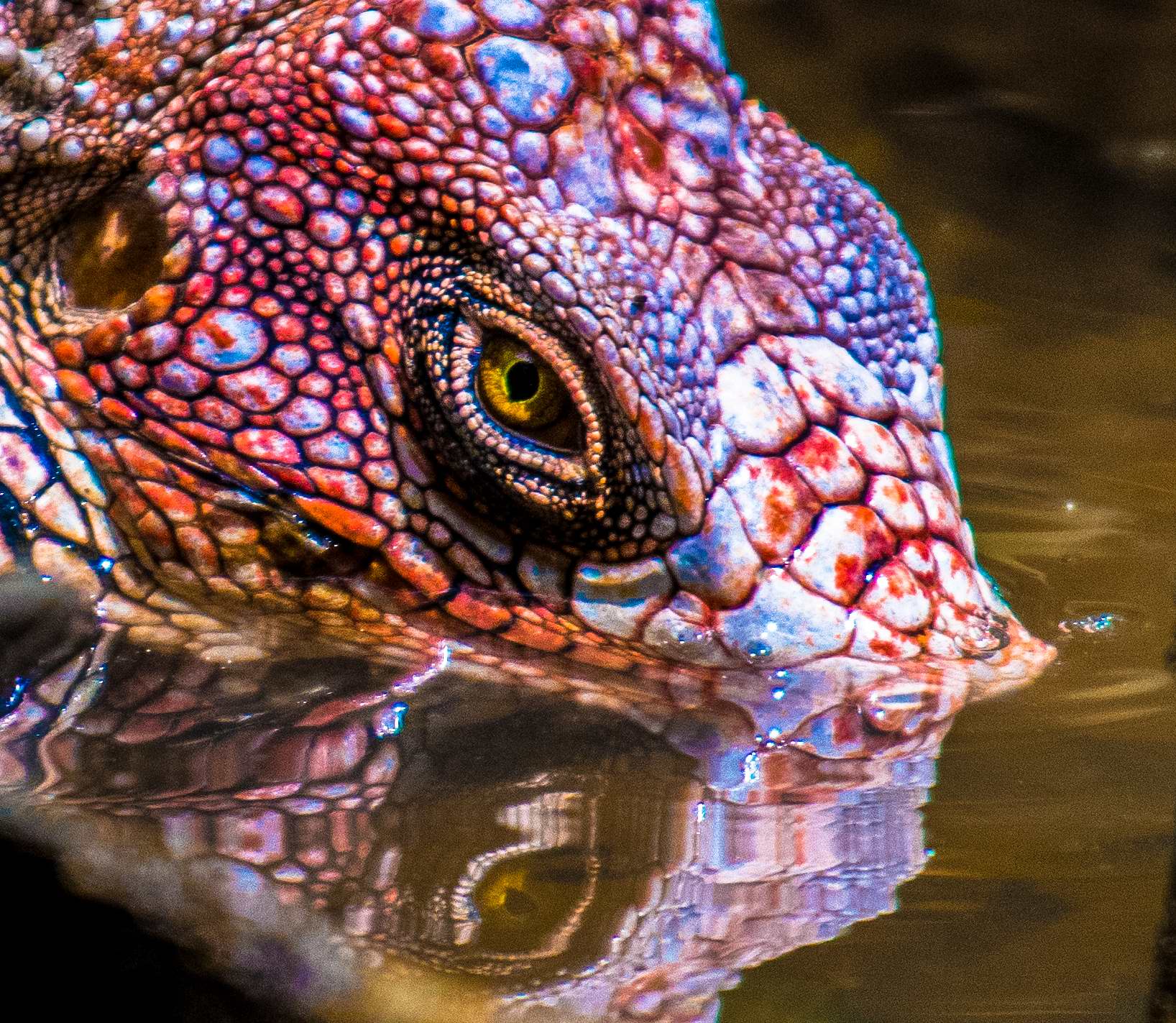 L'occhio dell'iguana