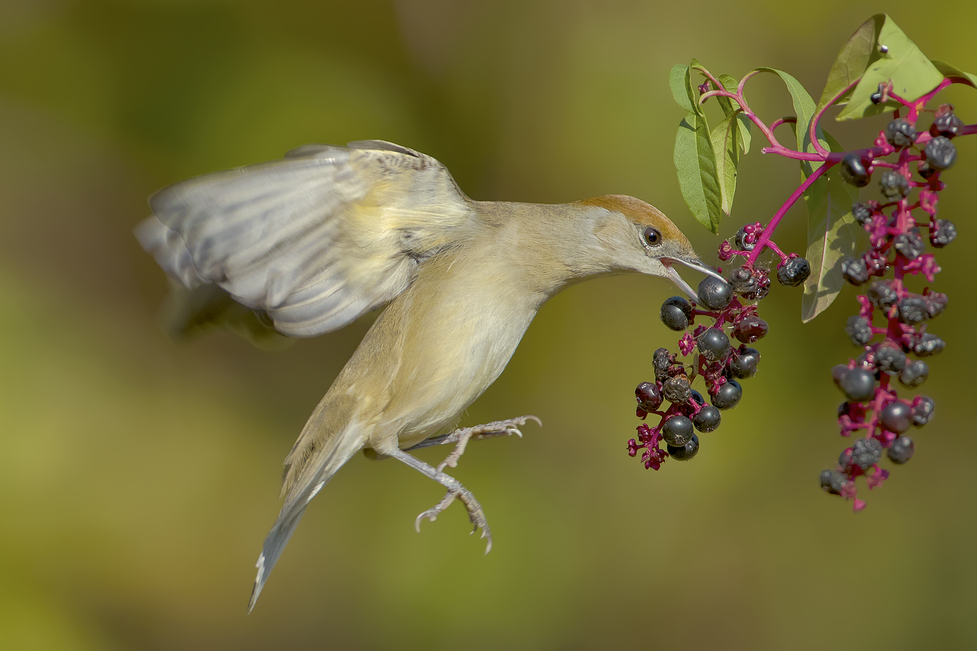 Blackcap