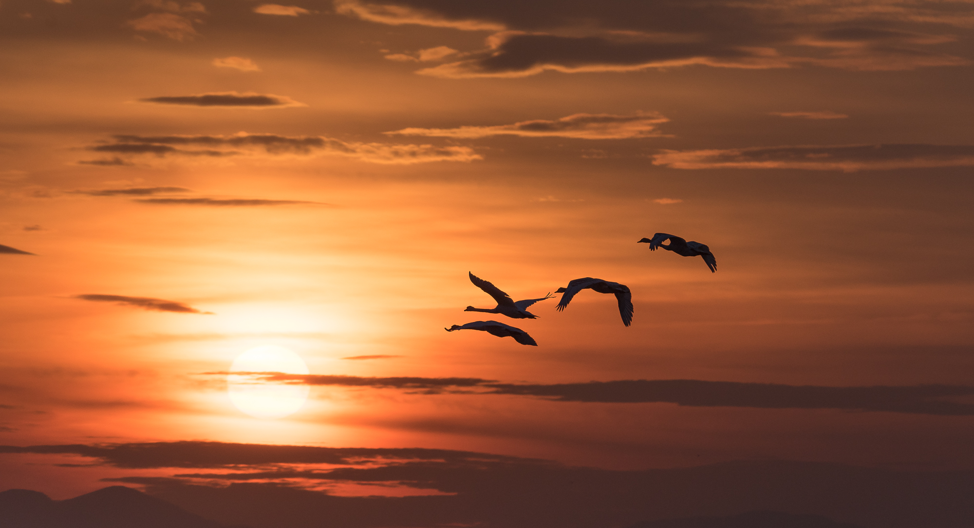 Swans towards the Sun