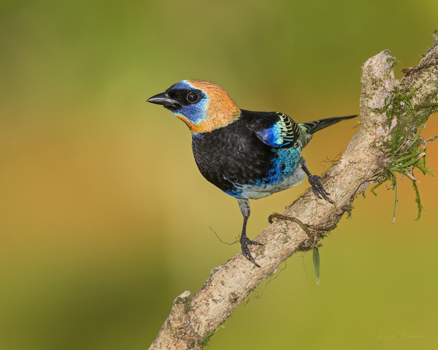Tangara cabecidorada