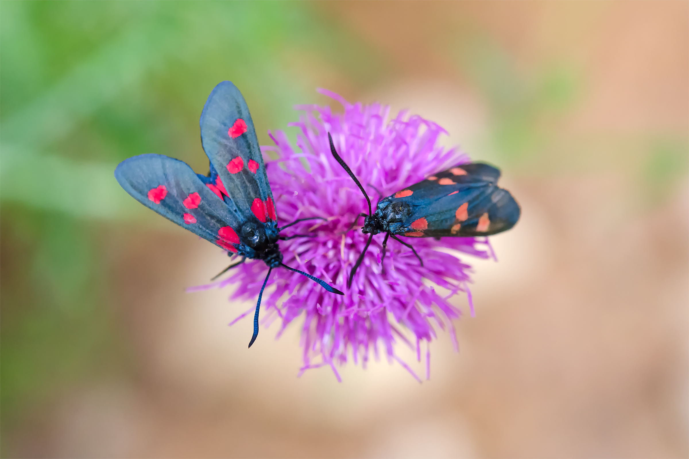 Zygaena rhadamanthus