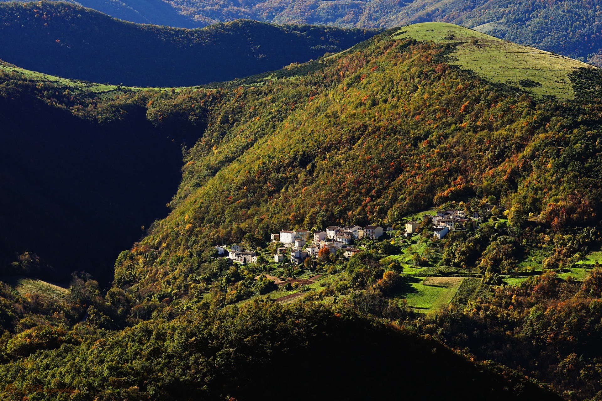 Woods and brand countries