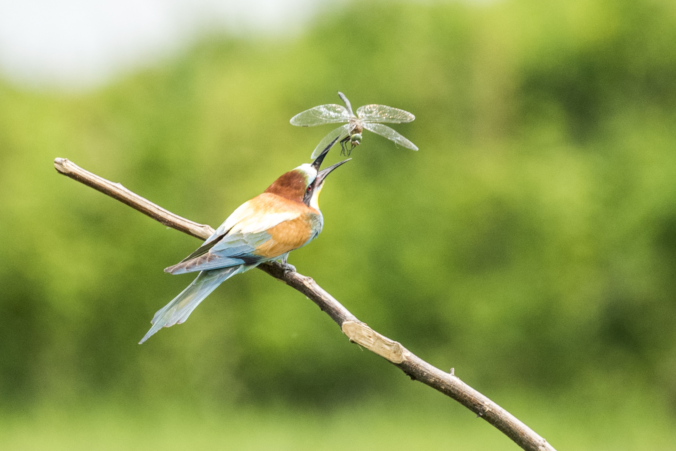 Gruccione, Nikon d810 con Tamron 150/600 G2